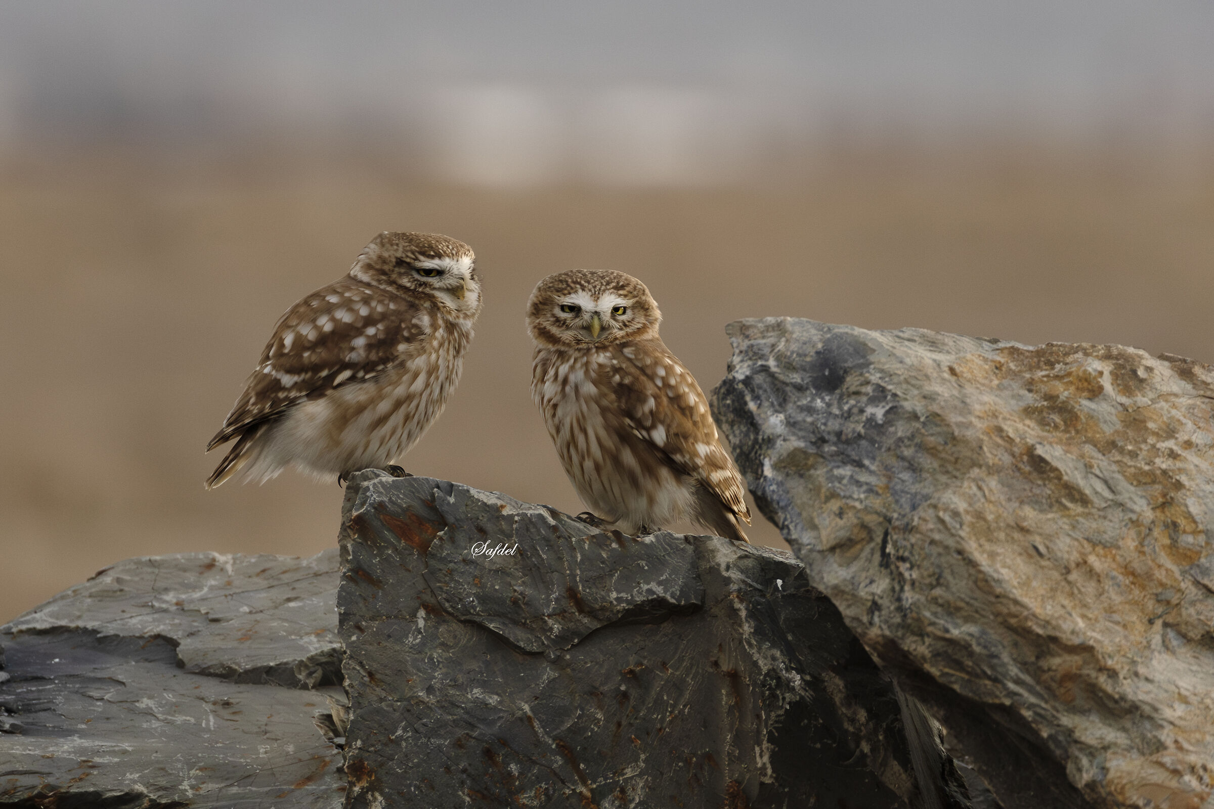 A pair of little owls