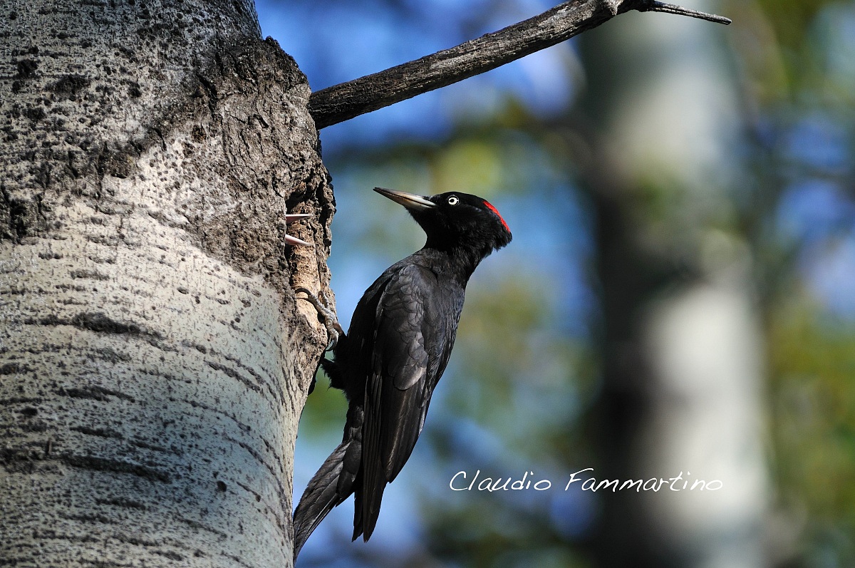 Black Woodpecker