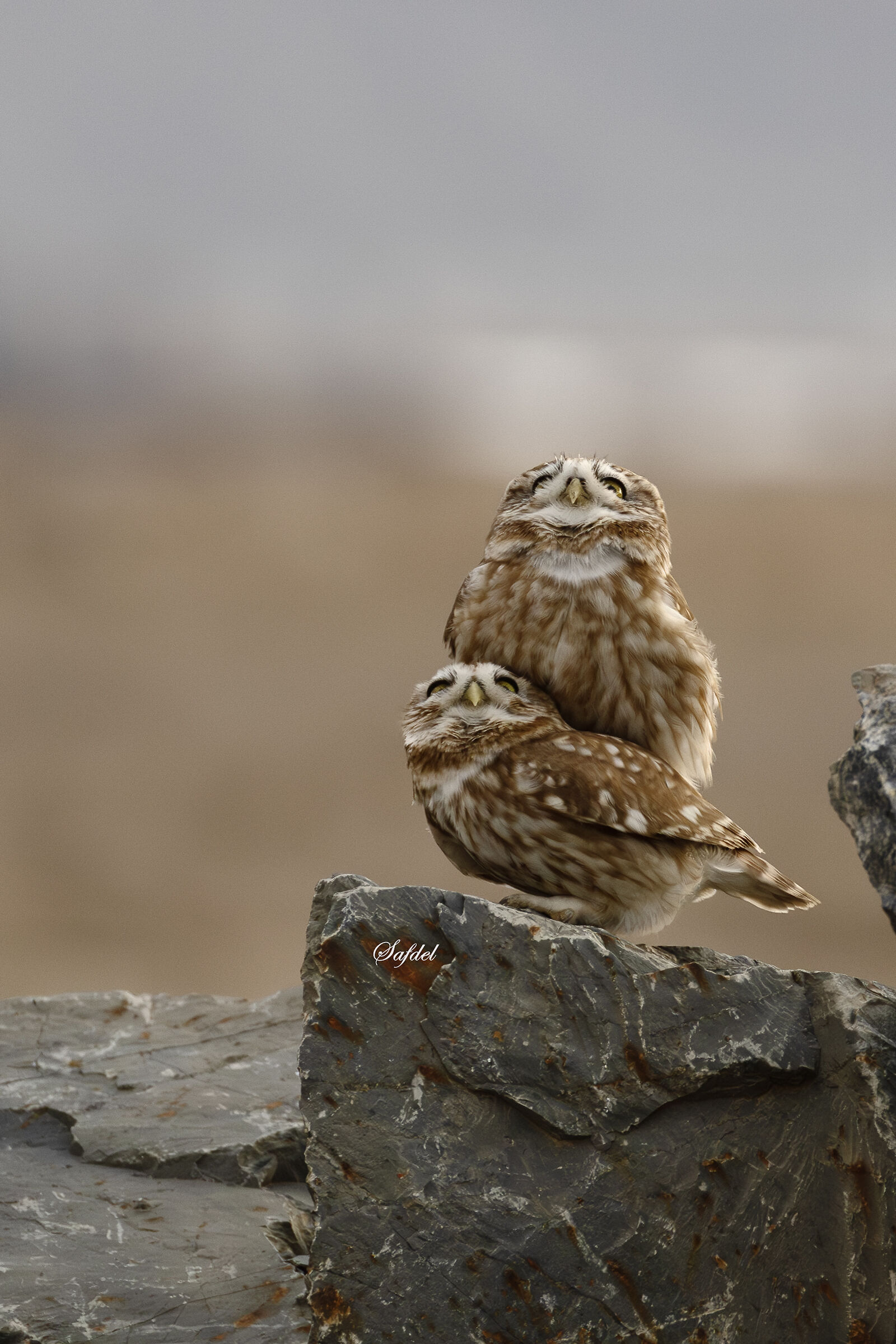 A pair of little owls