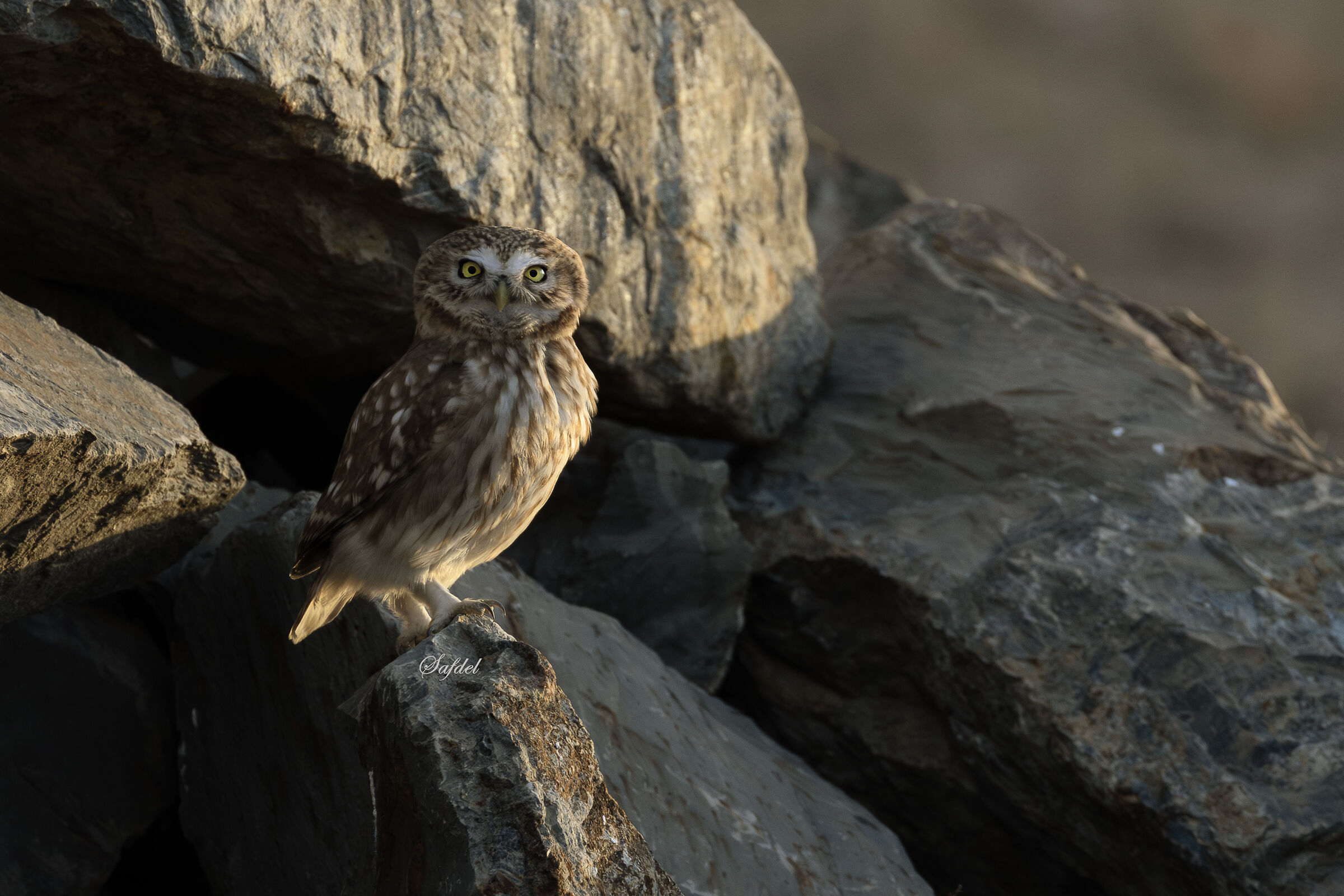 Little Owl