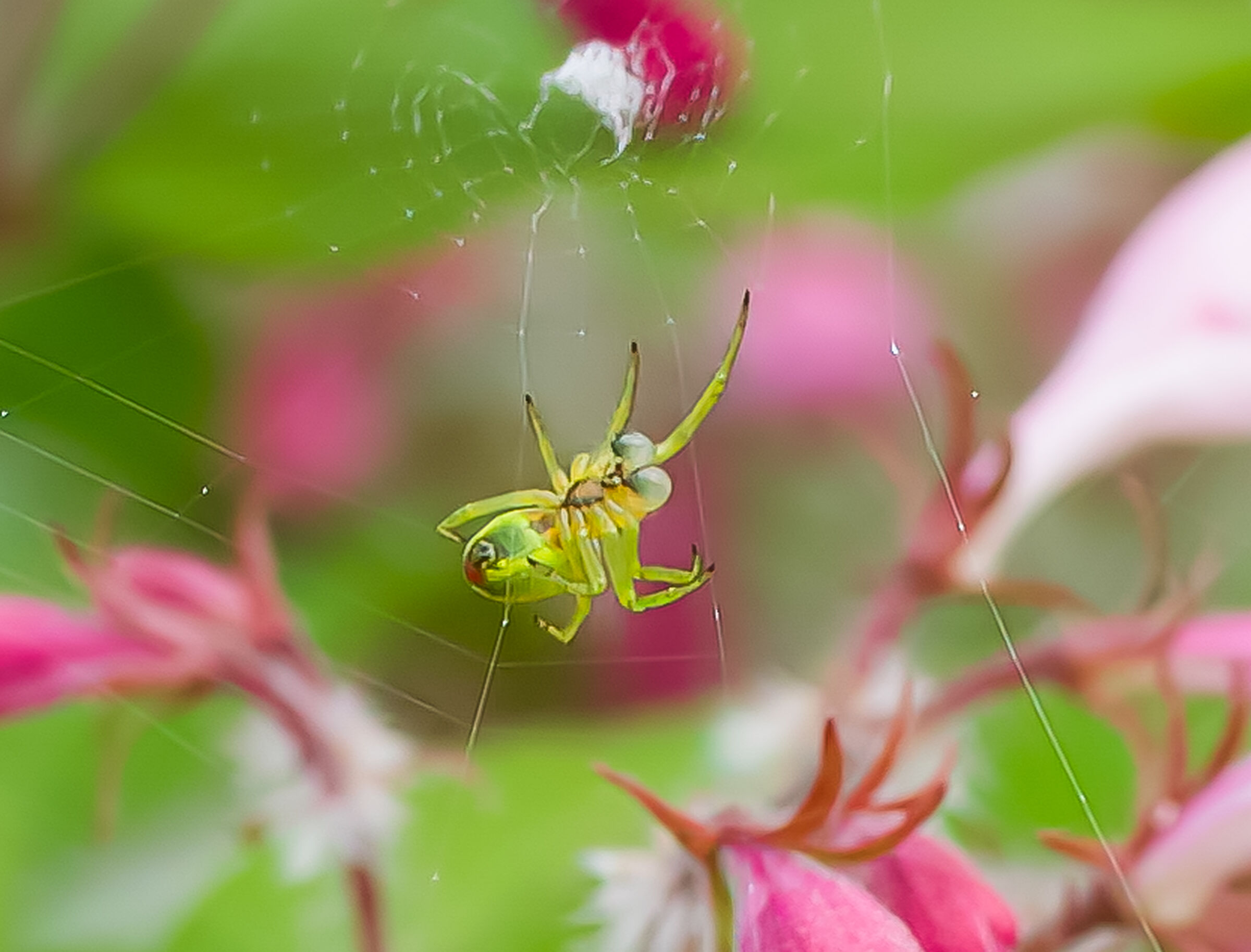 Oggi mi sento un pó appeso a un filo.....