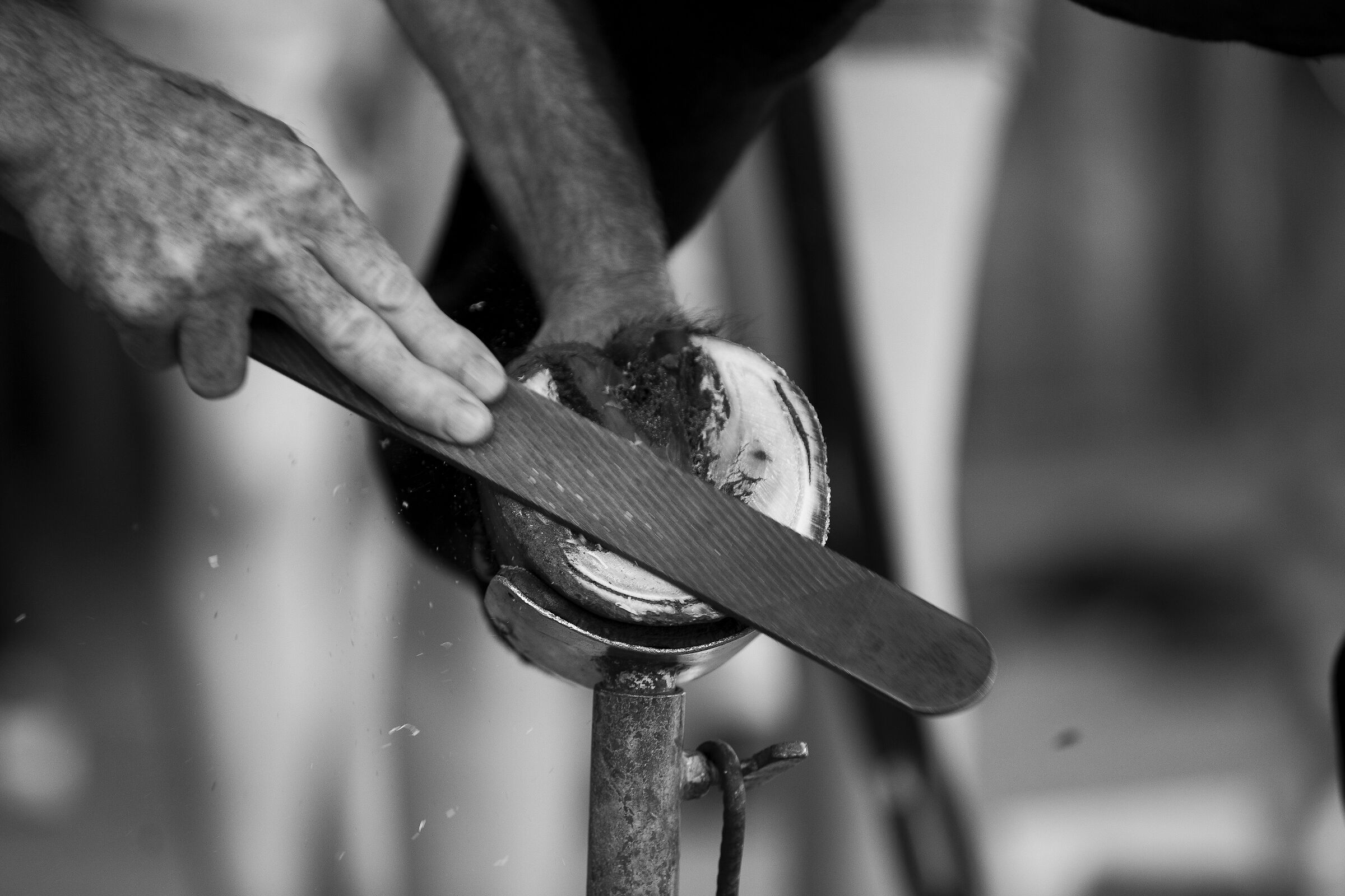 The farrier at work