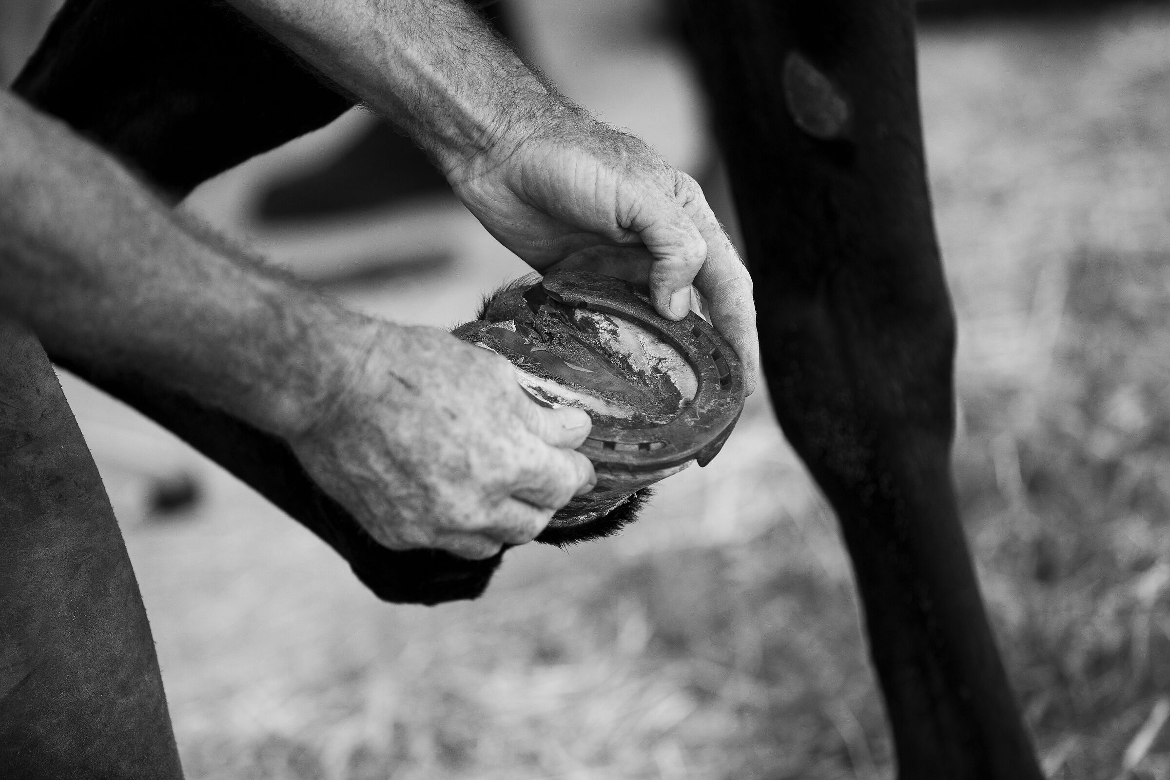 The farrier at work