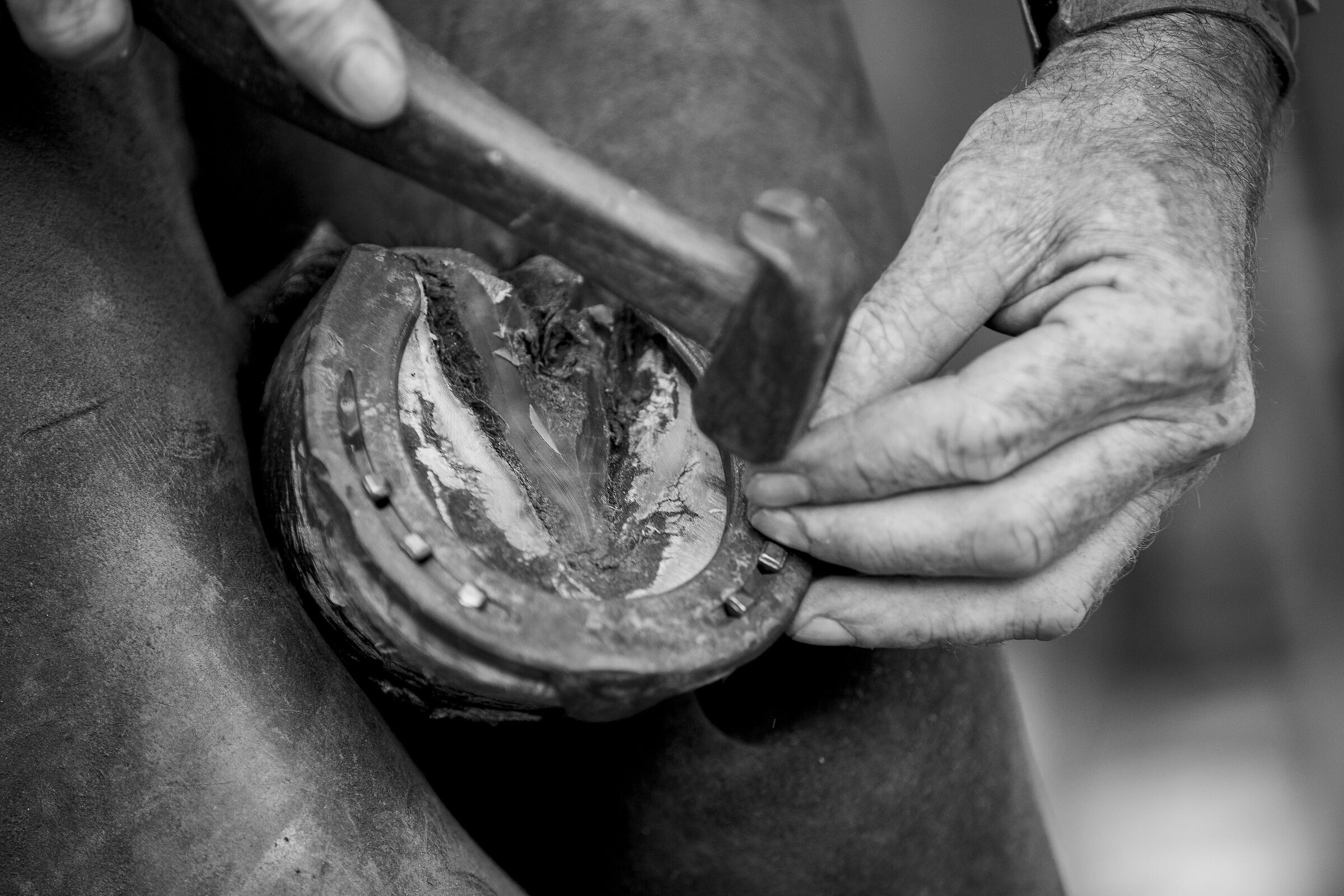 The farrier at work