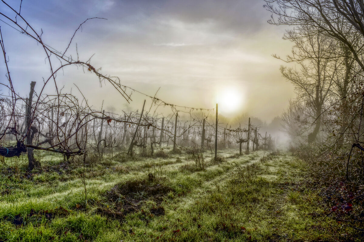 vigna