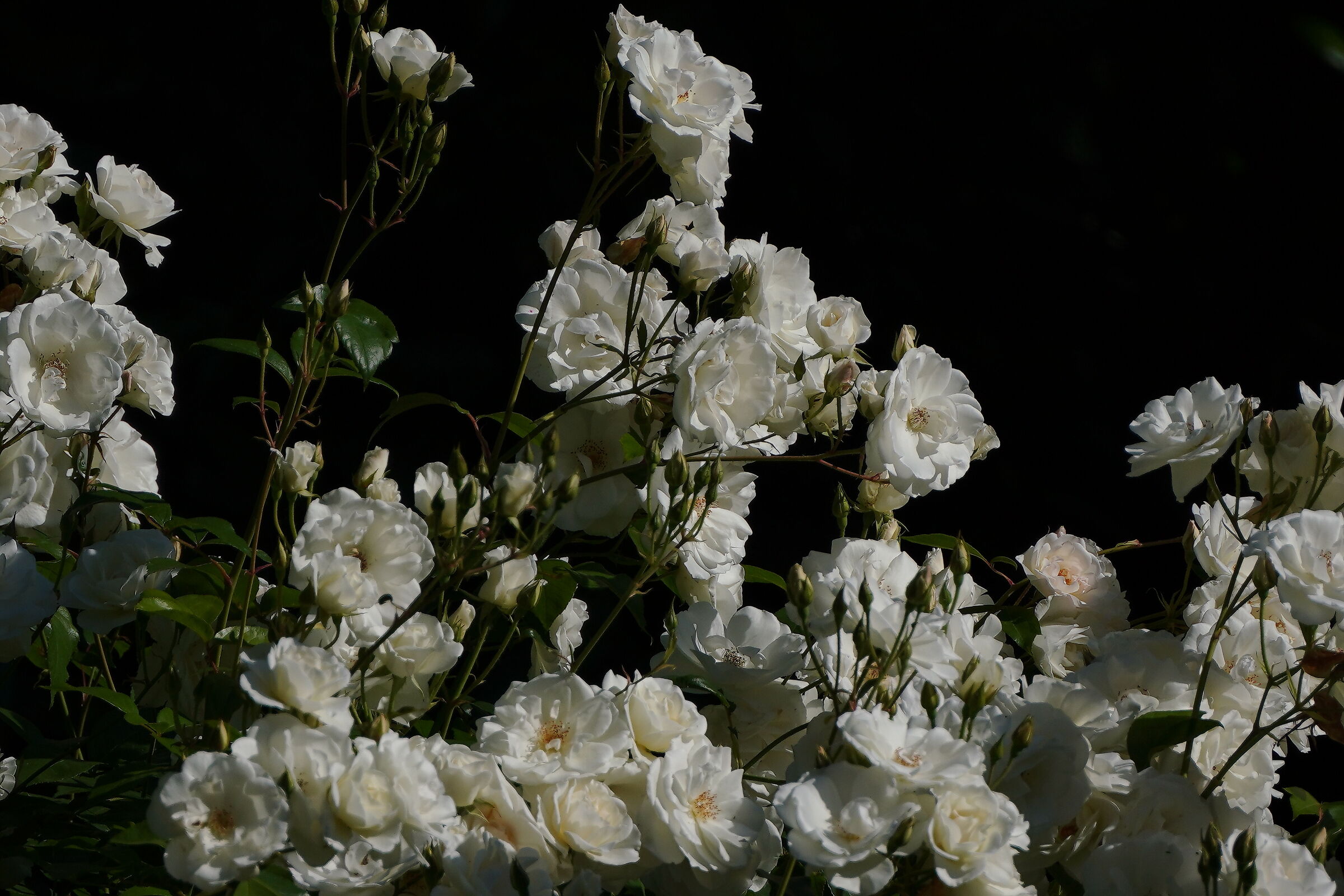 The roses are blooming again...