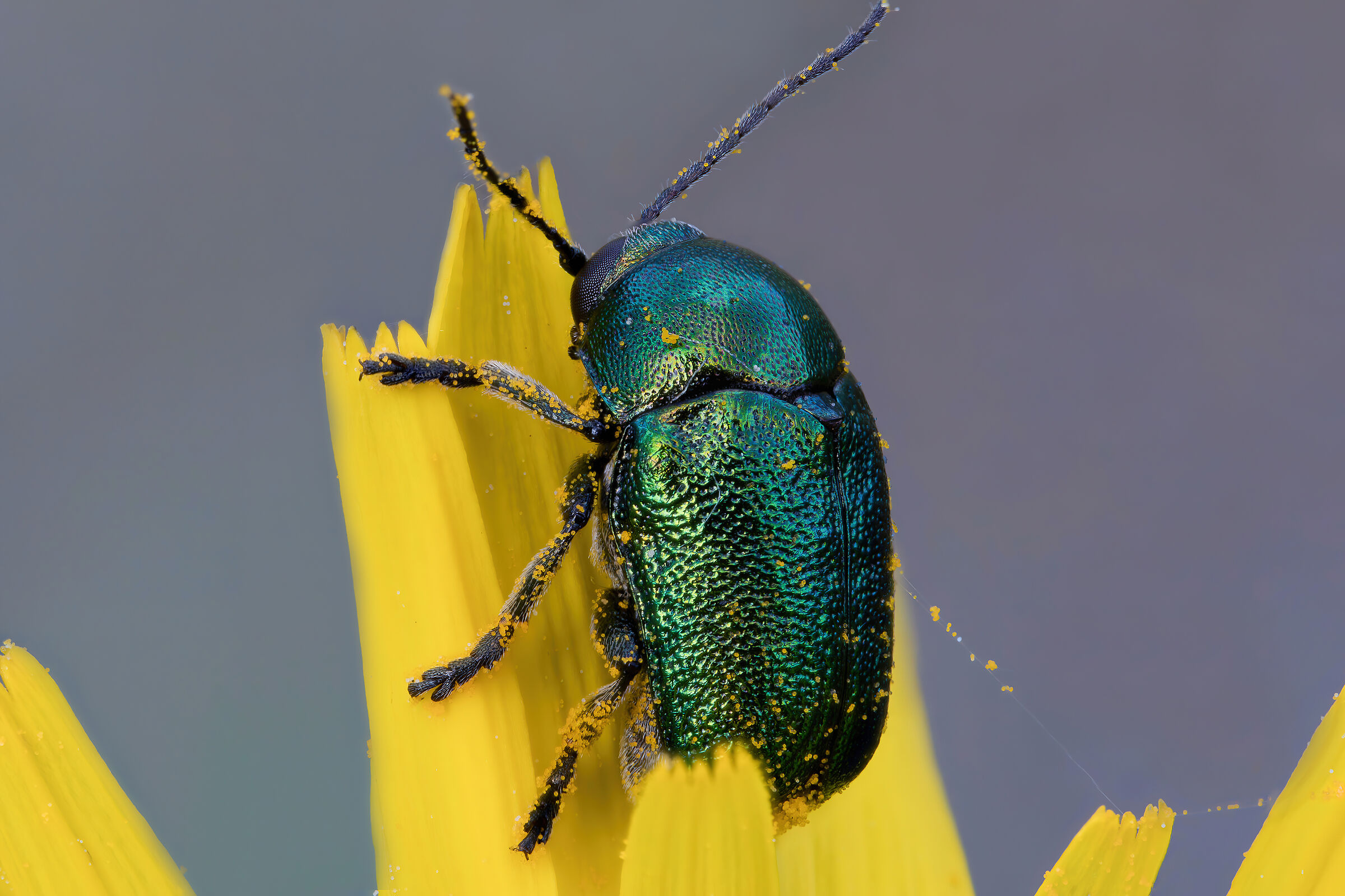 Cryptocephalus sp. z o.o.