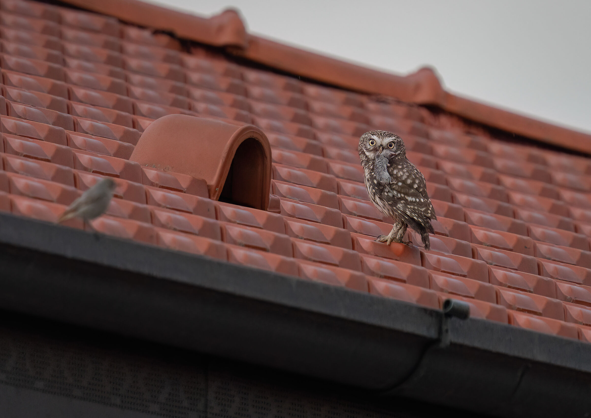 Owl