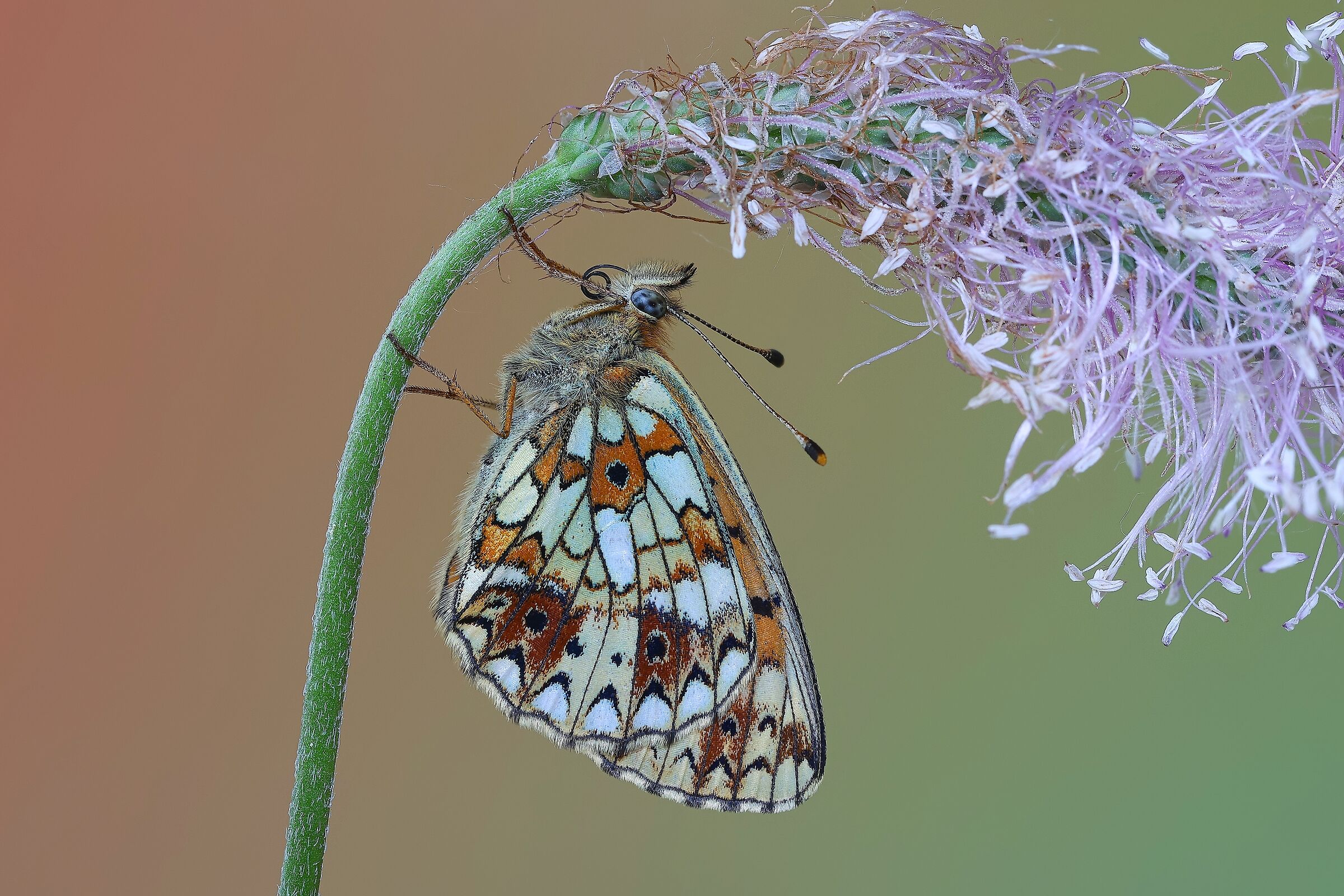 Selene di Boloria