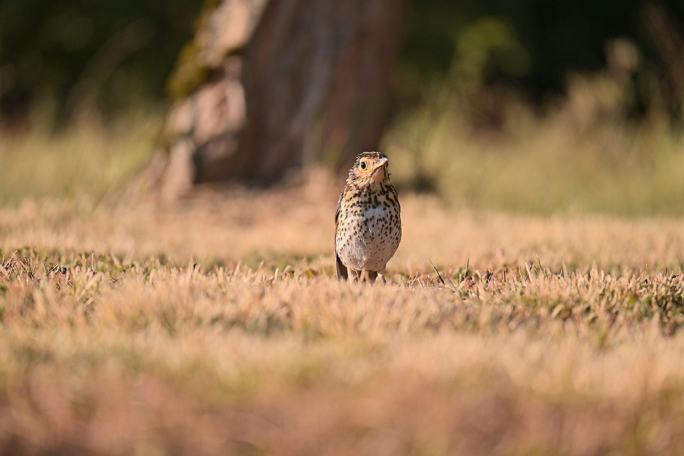 at f/6.3 250mm with Nikon Z5