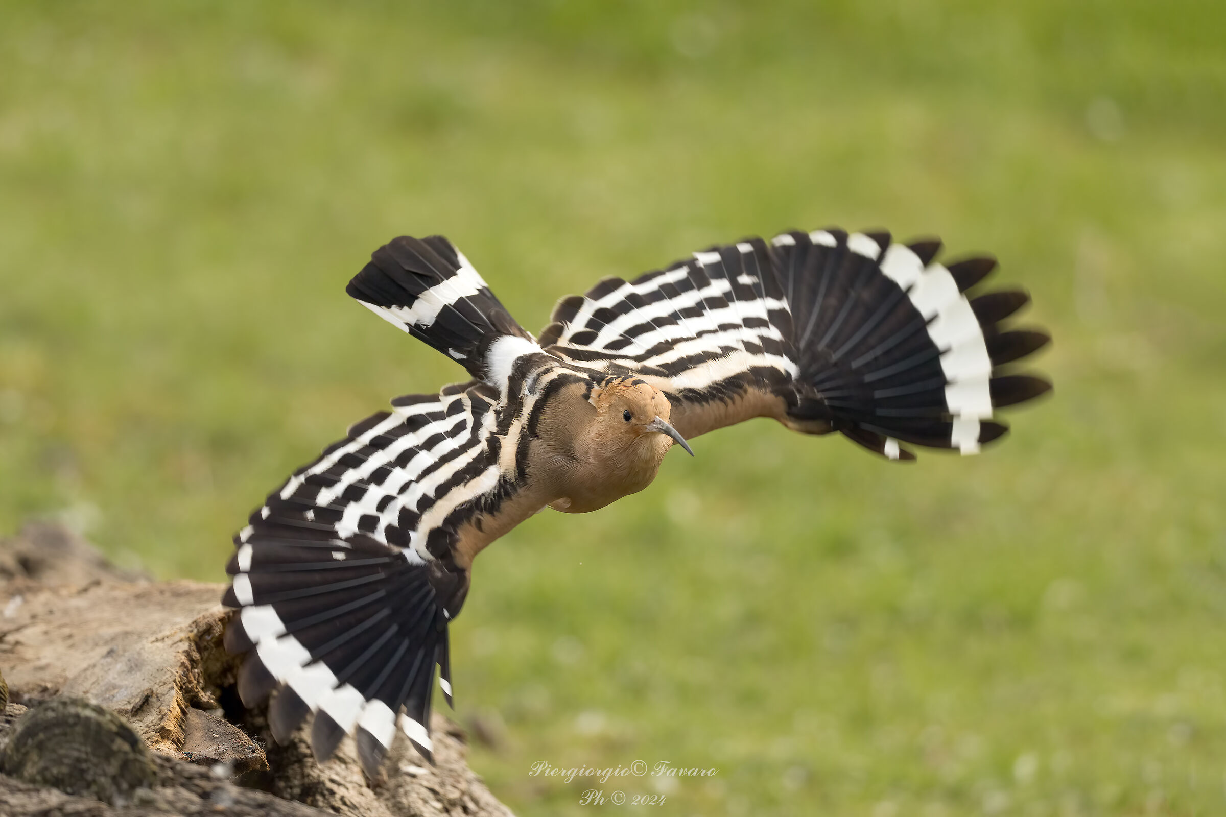 The Flight of the Hoopoe.