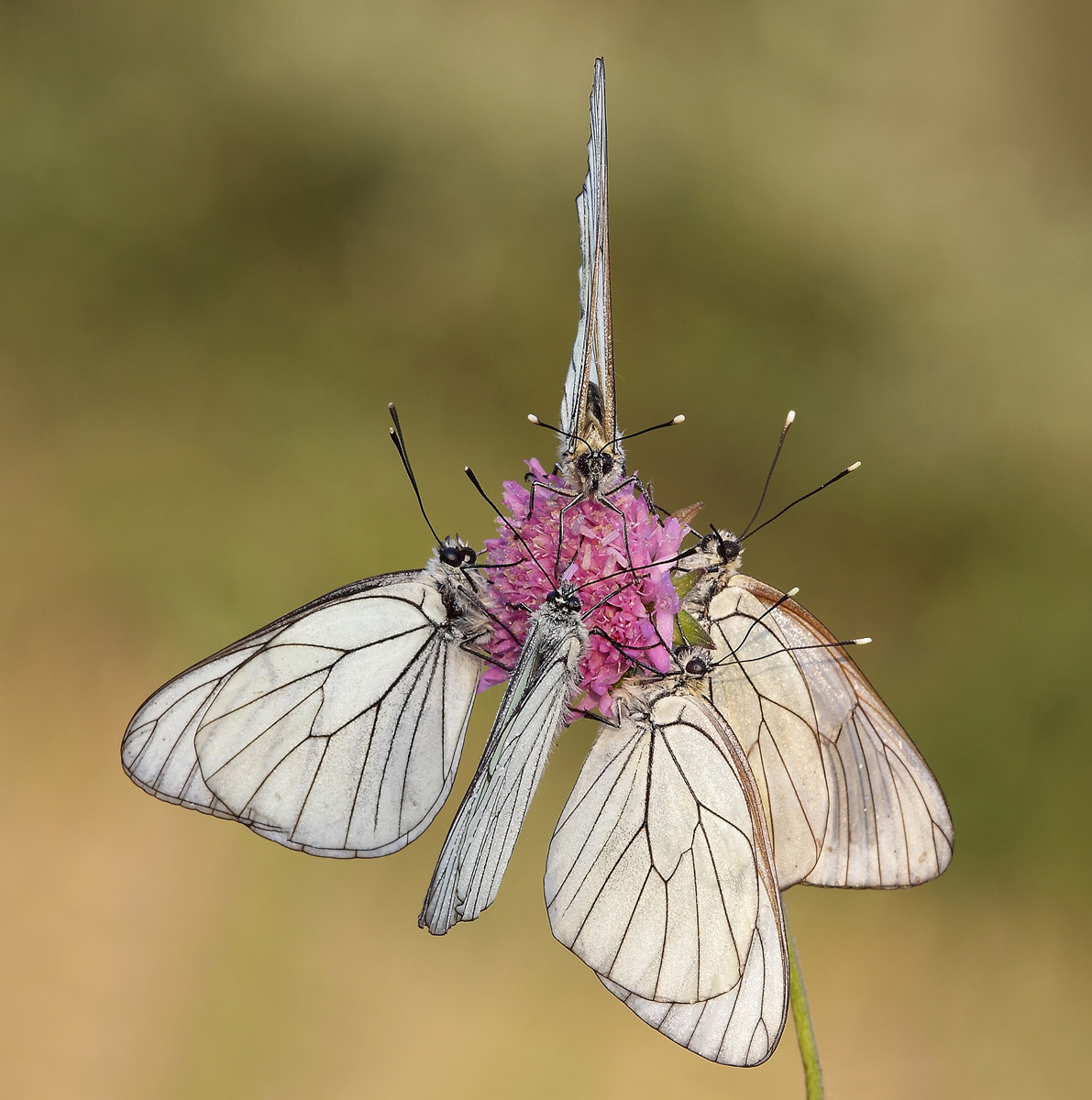 Tre femmine e due maschi per questo bel full di Aporie