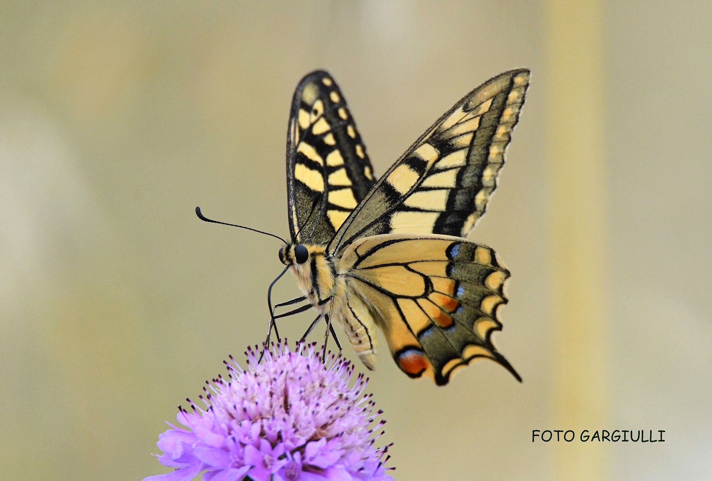 Swallowtail