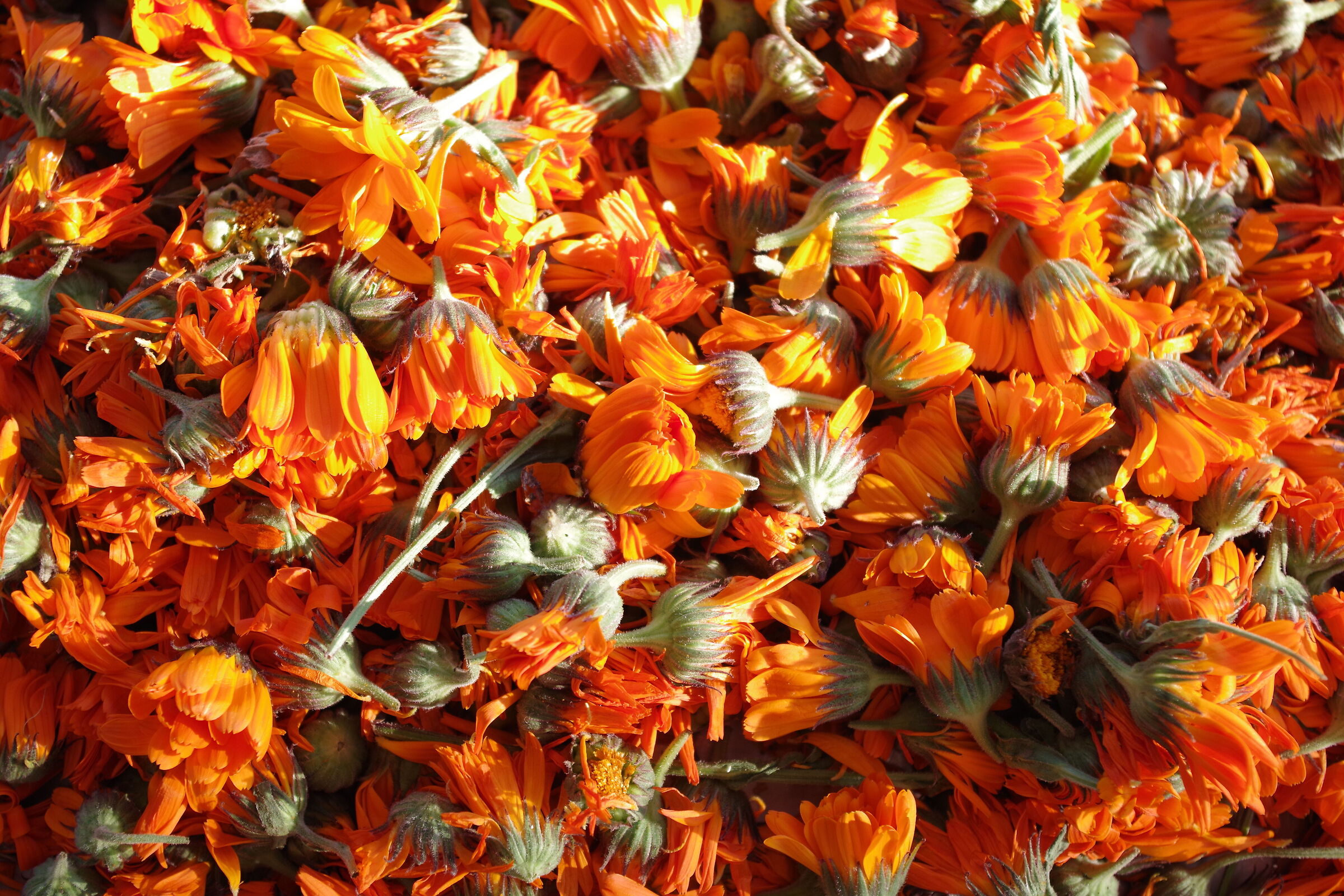 Calendule nel cesto