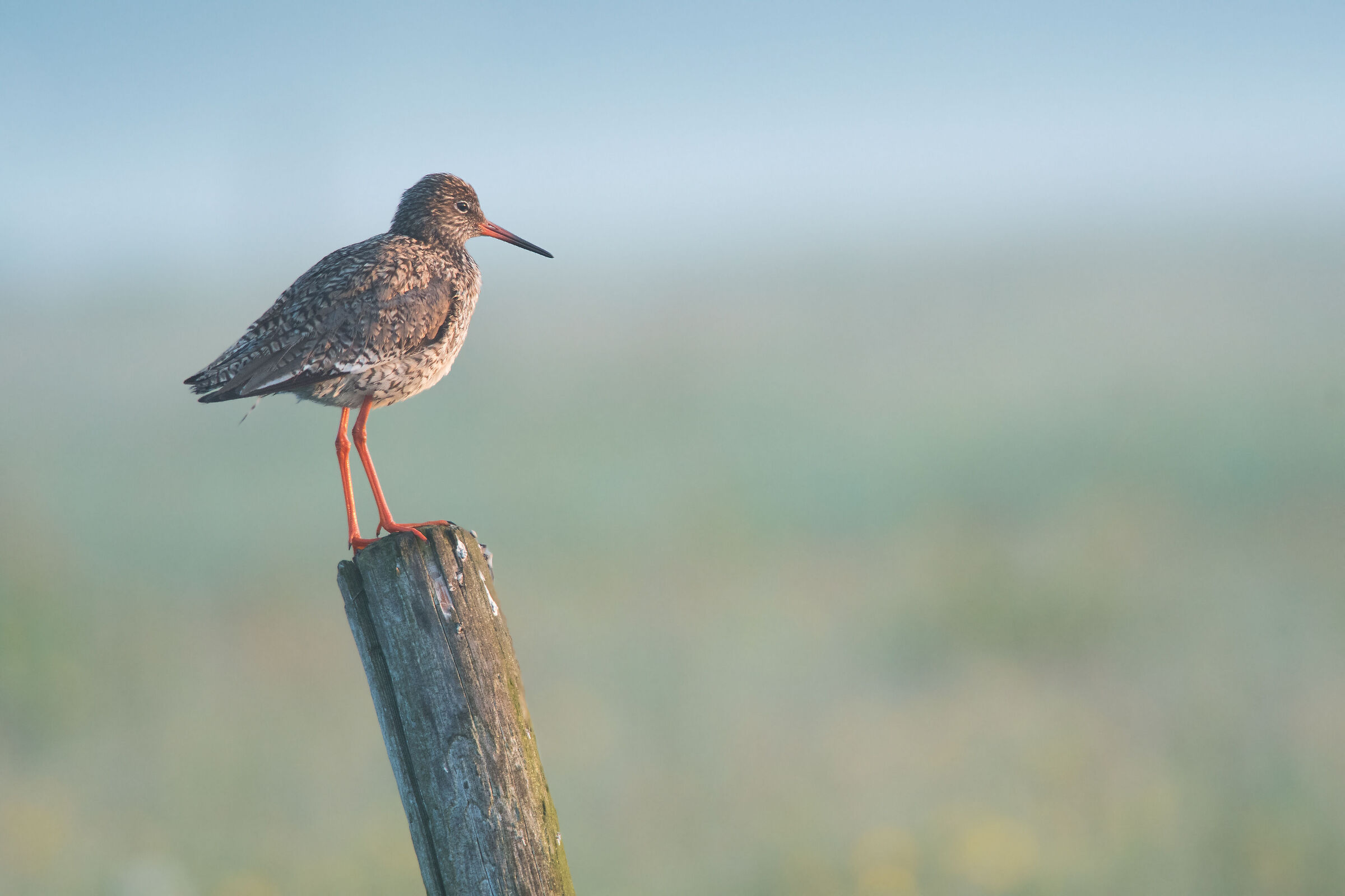 Pettegola comune all'alba