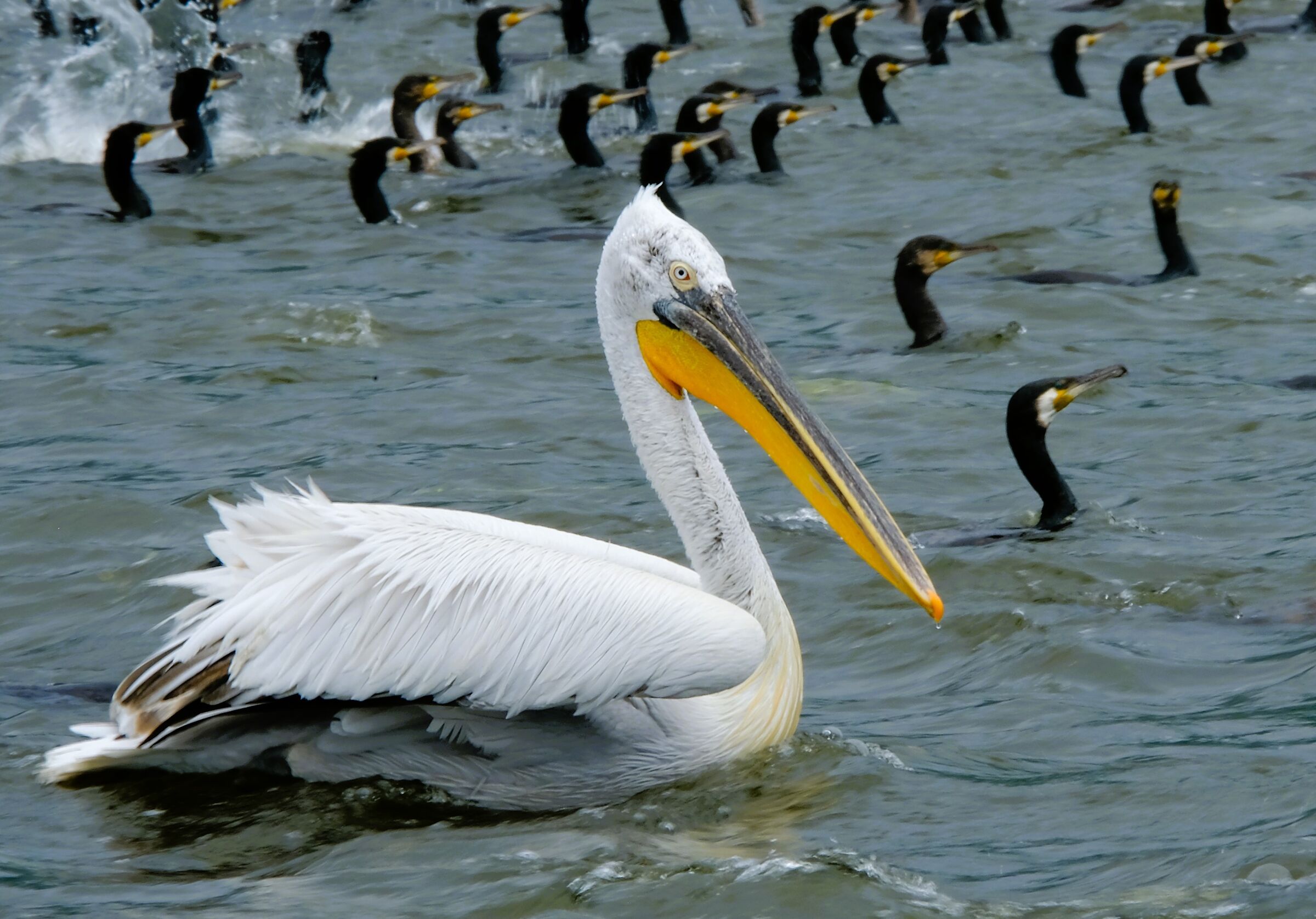 Curly pelican