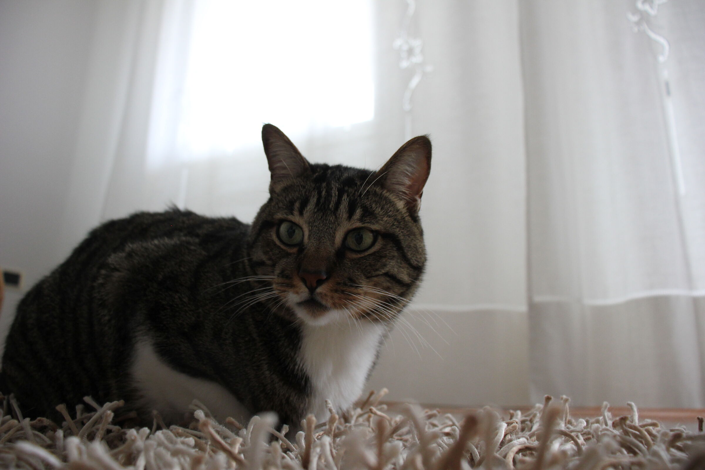 My big cat