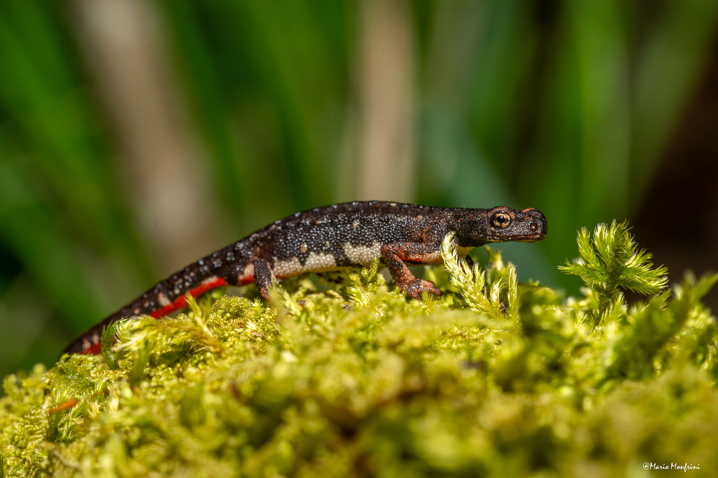 Perspicillata salamander