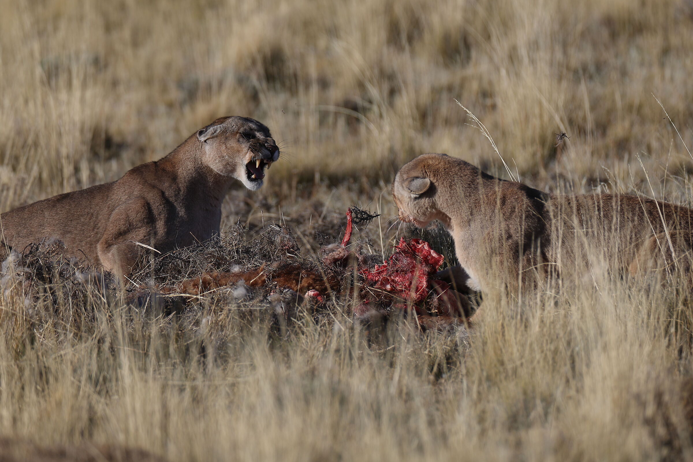 Petaca vs. Petaca Coiron