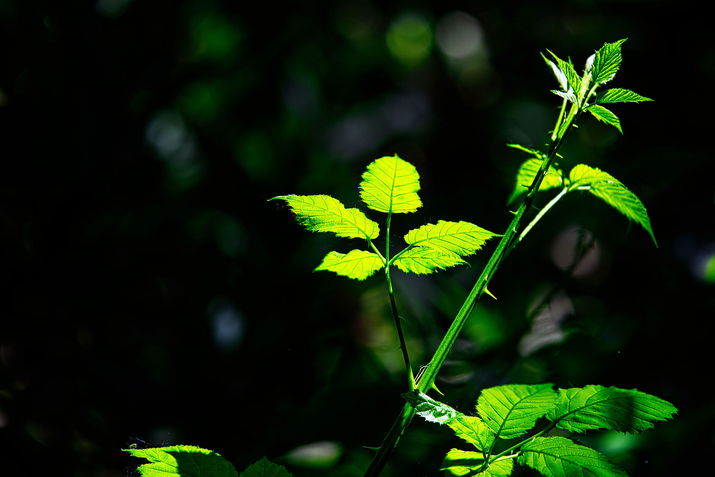 Spine in luce Test 3