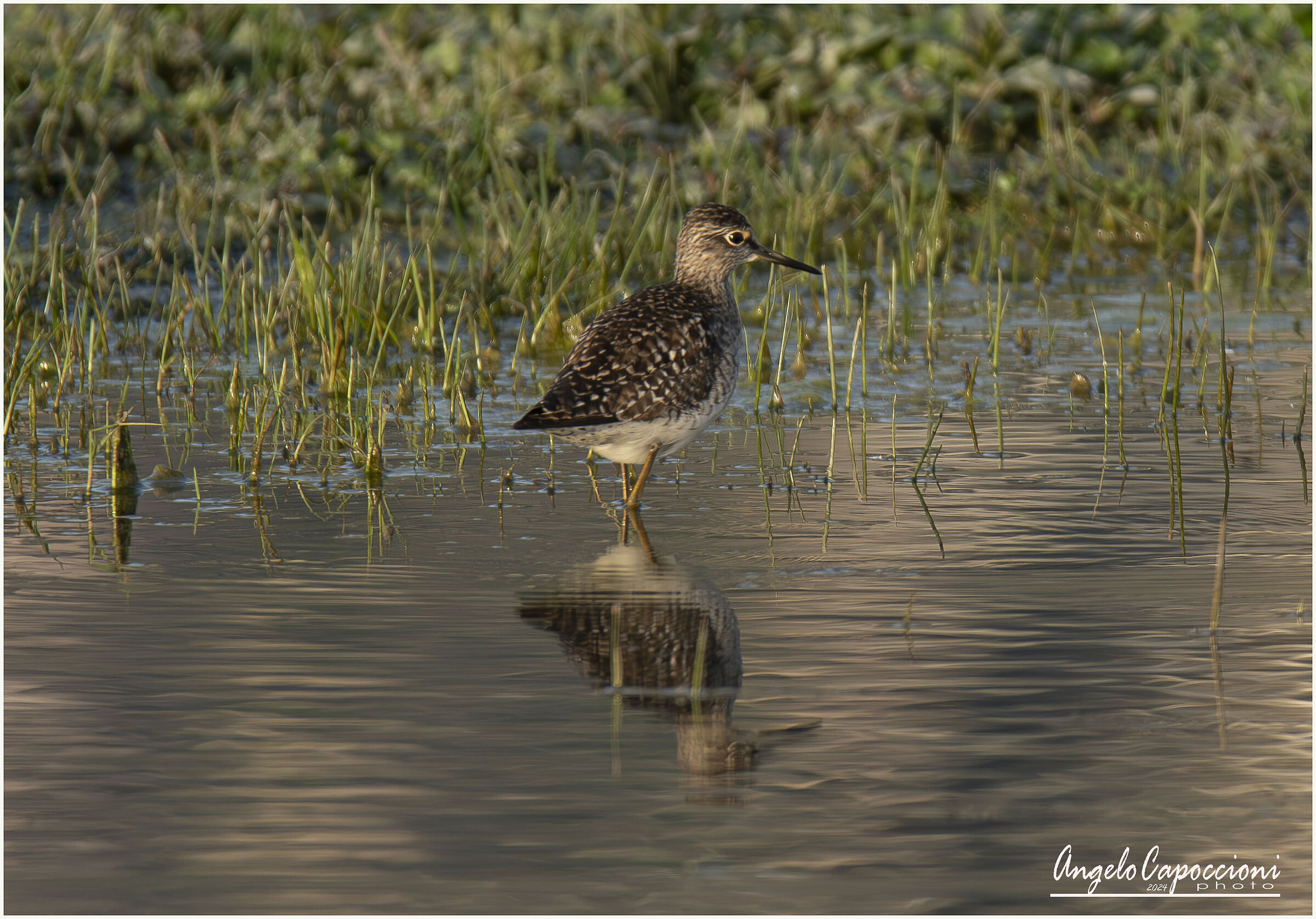 uMBRIA - Wood Sandpiper (Tringa Glareola)