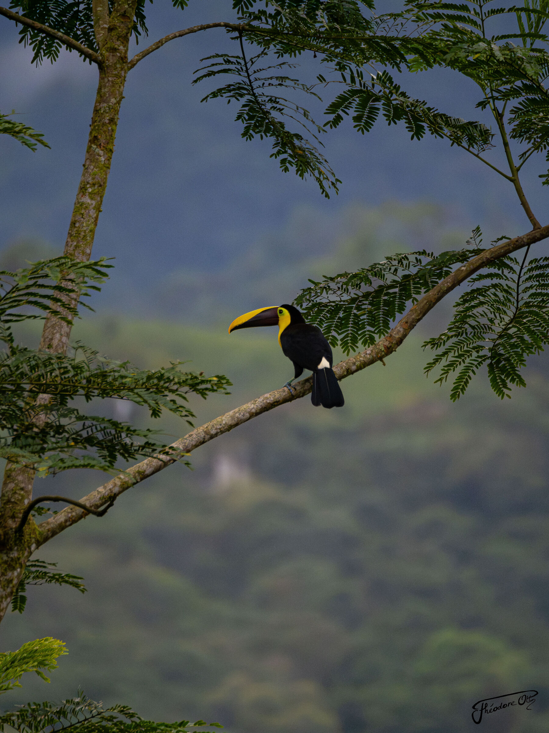 Toucan