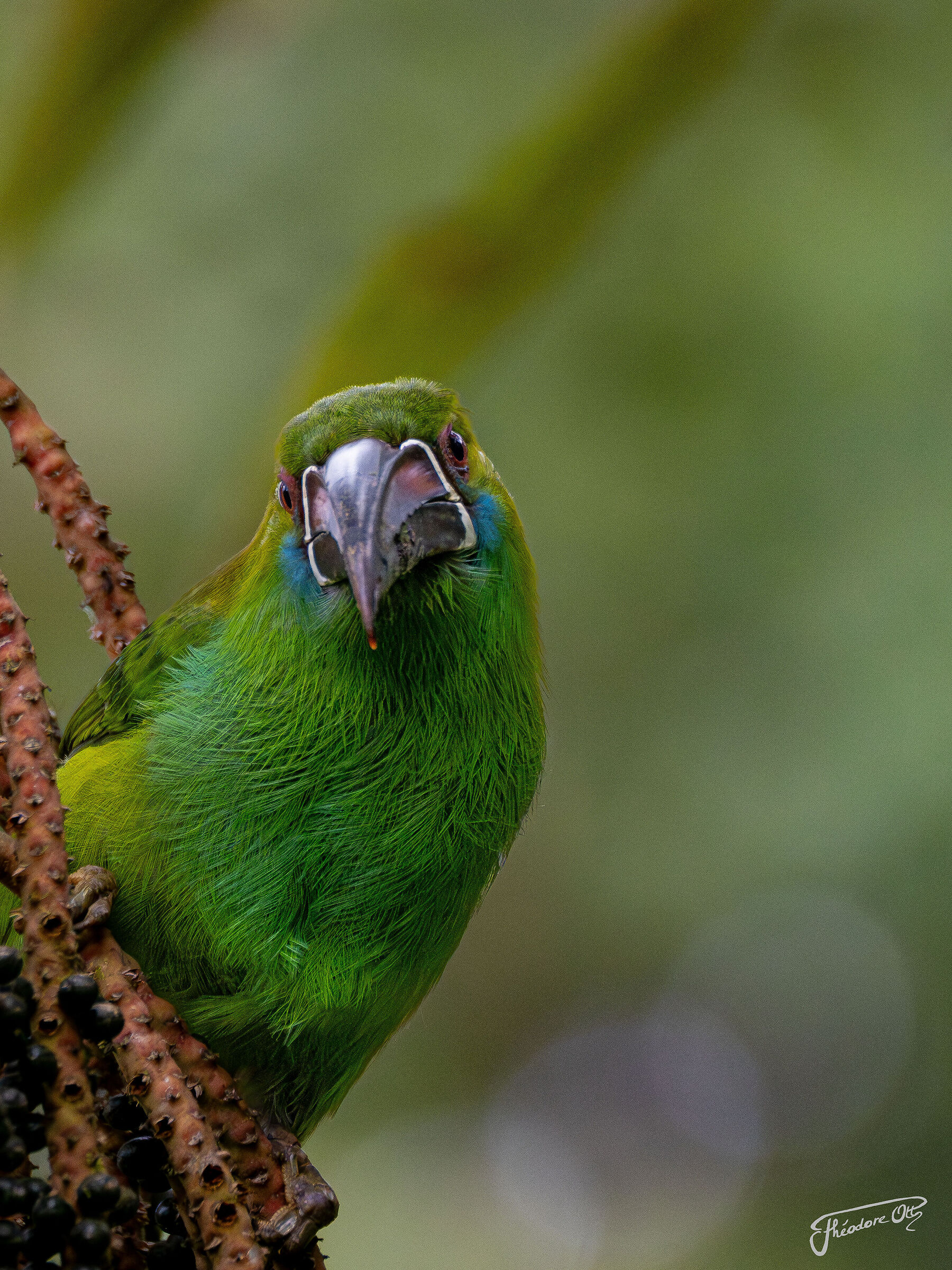 Tucano