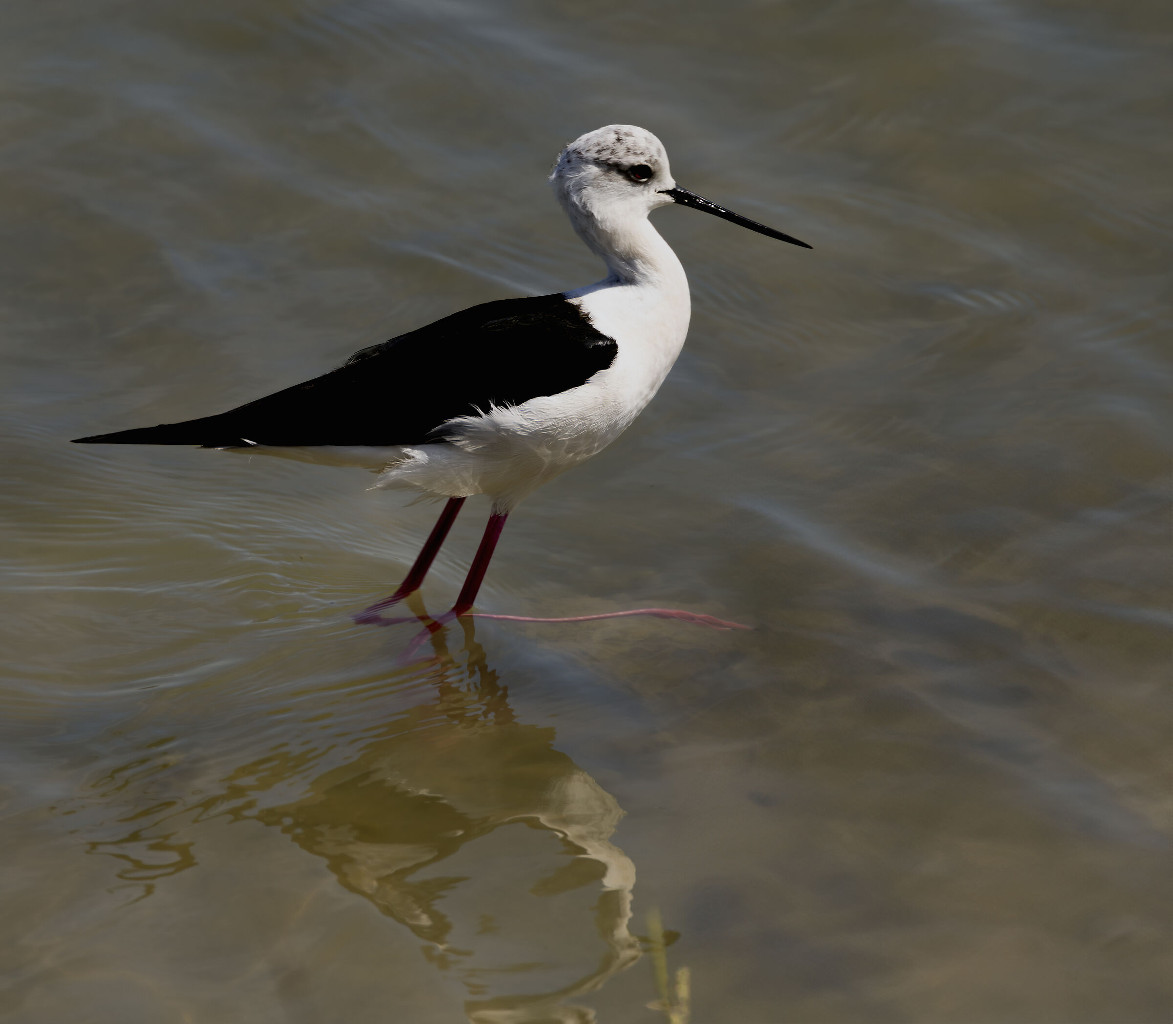 black winged stilt