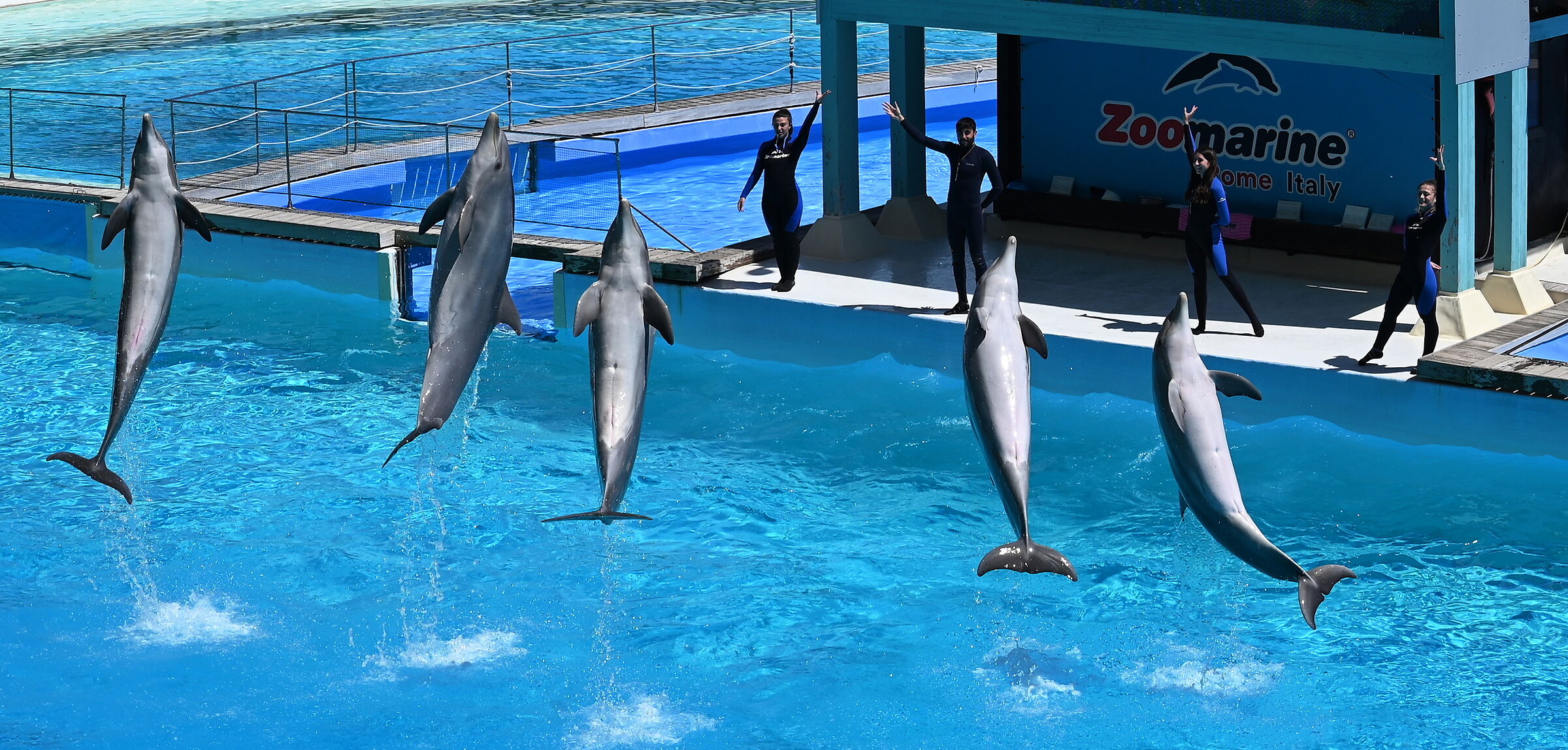 I Delfini Vi salutano  Zoomarine Roma