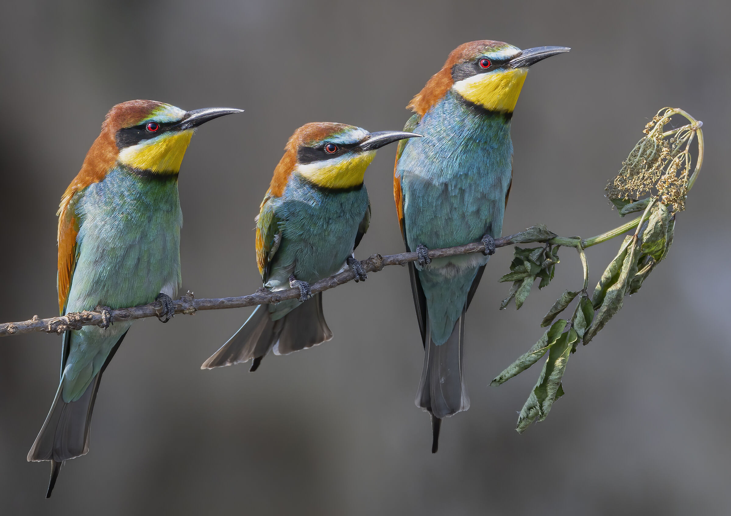 il terzetto sul ramo secco, gruccioni
