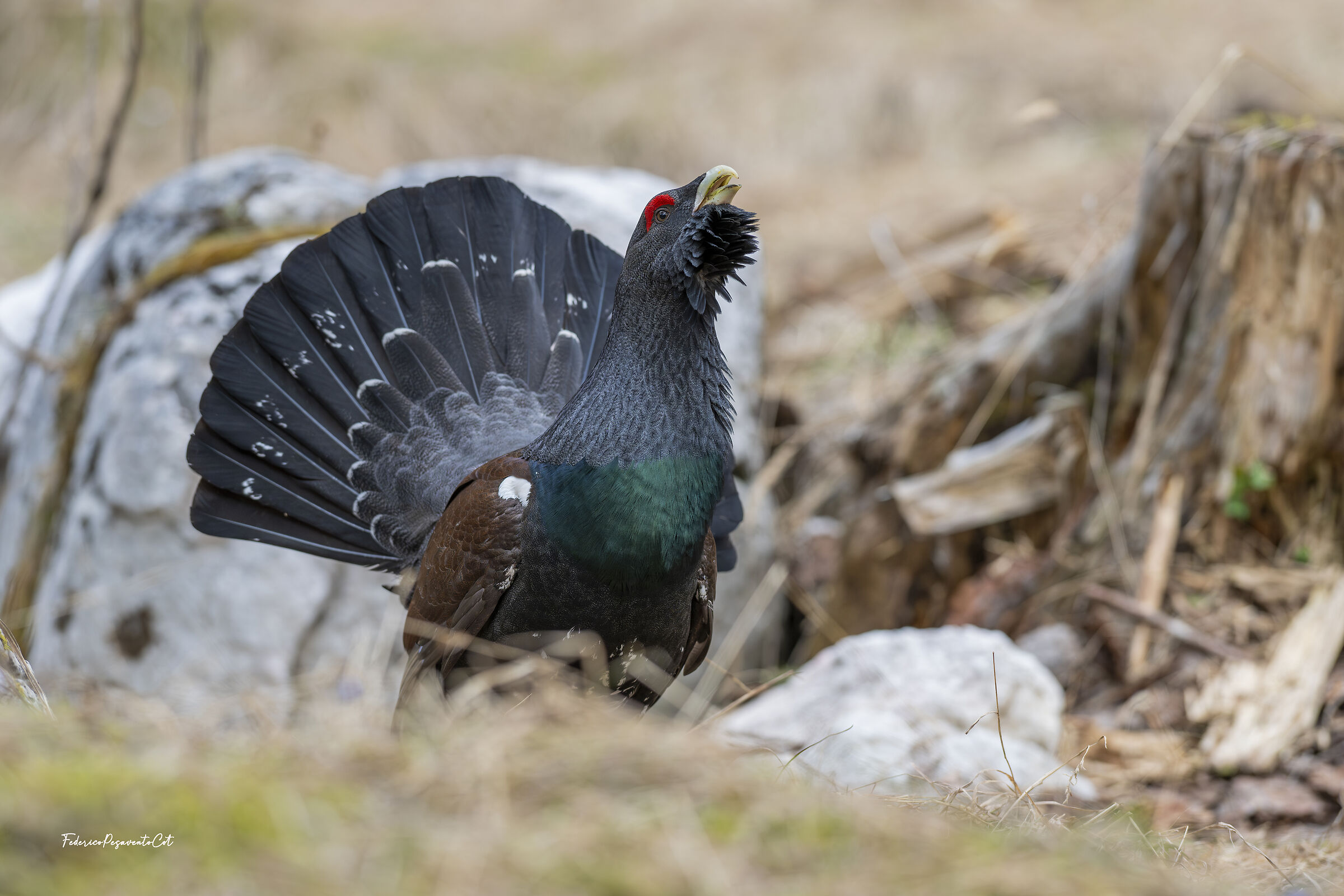 Gallo cedrone in arena