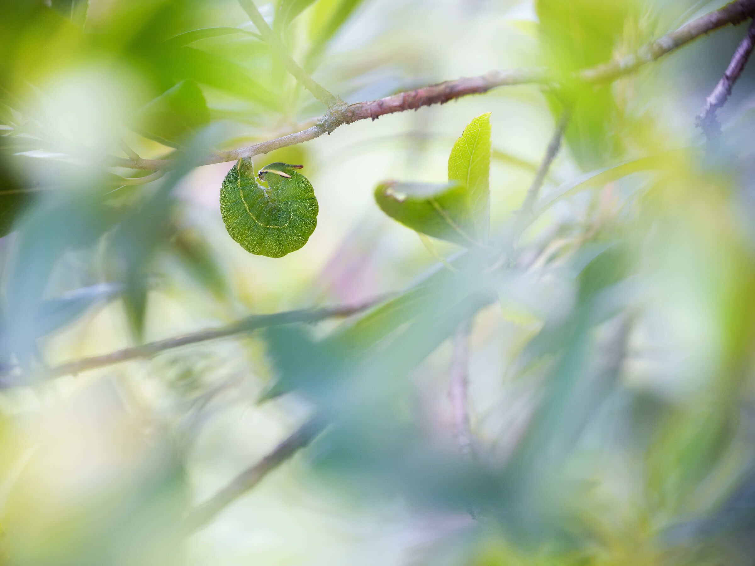 Bruco di Charaxes jasius
