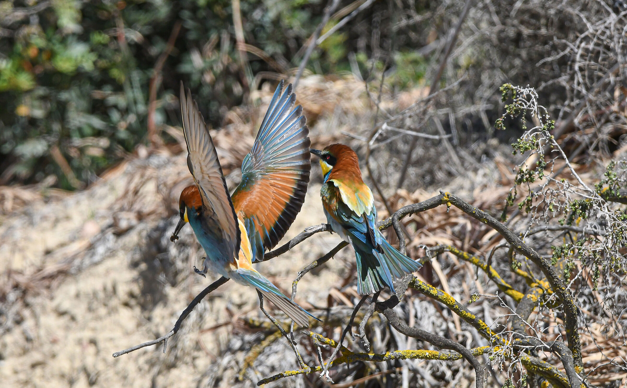 Bee-eater
