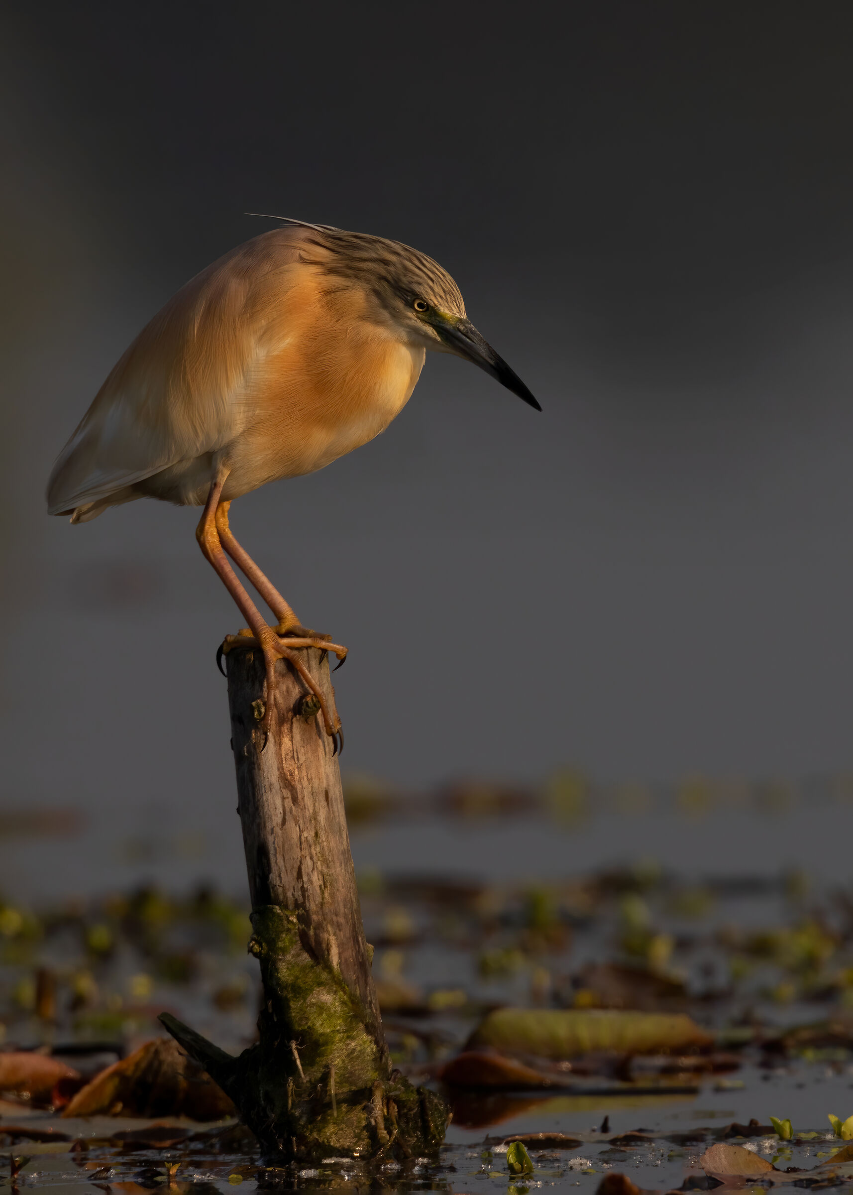 Sgarza ciuffetto all'alba