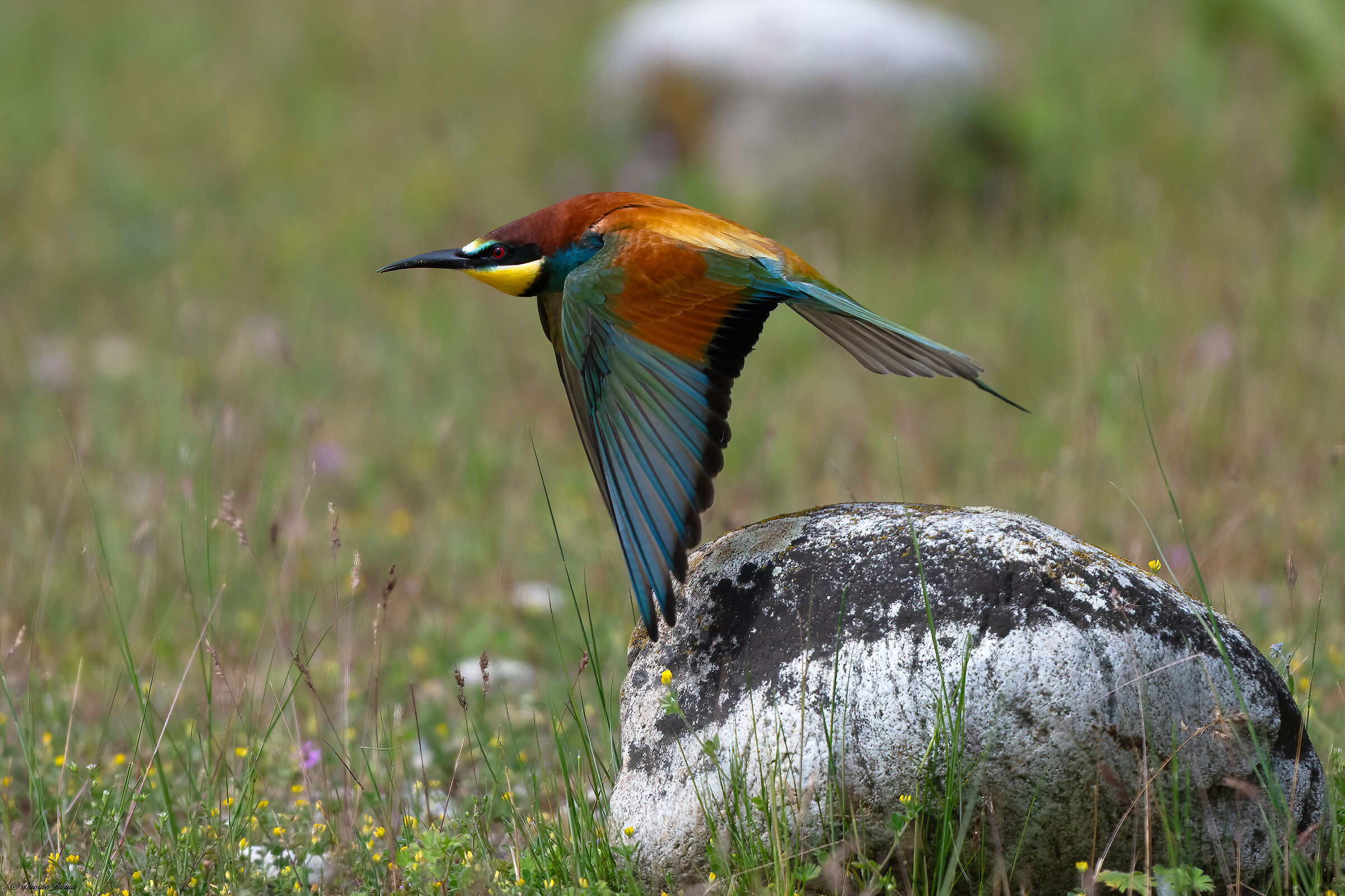 Bee-eater