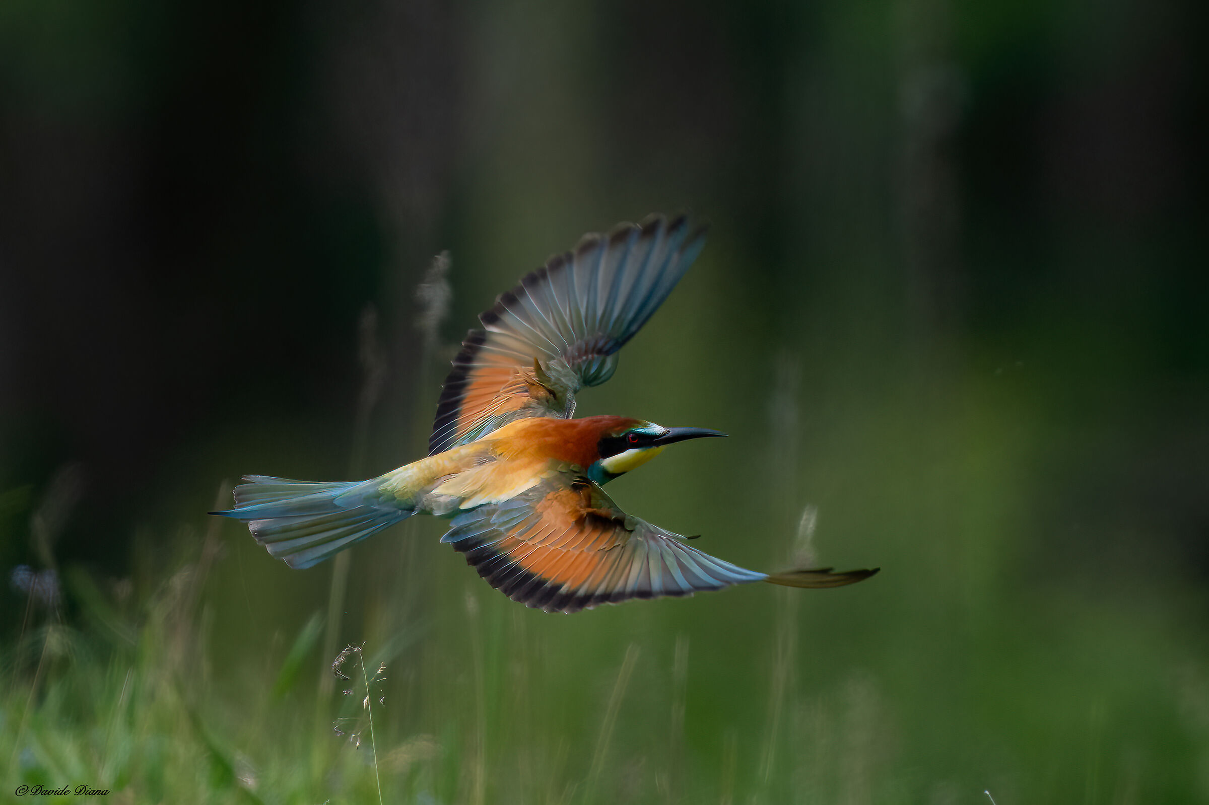 Bee-eater