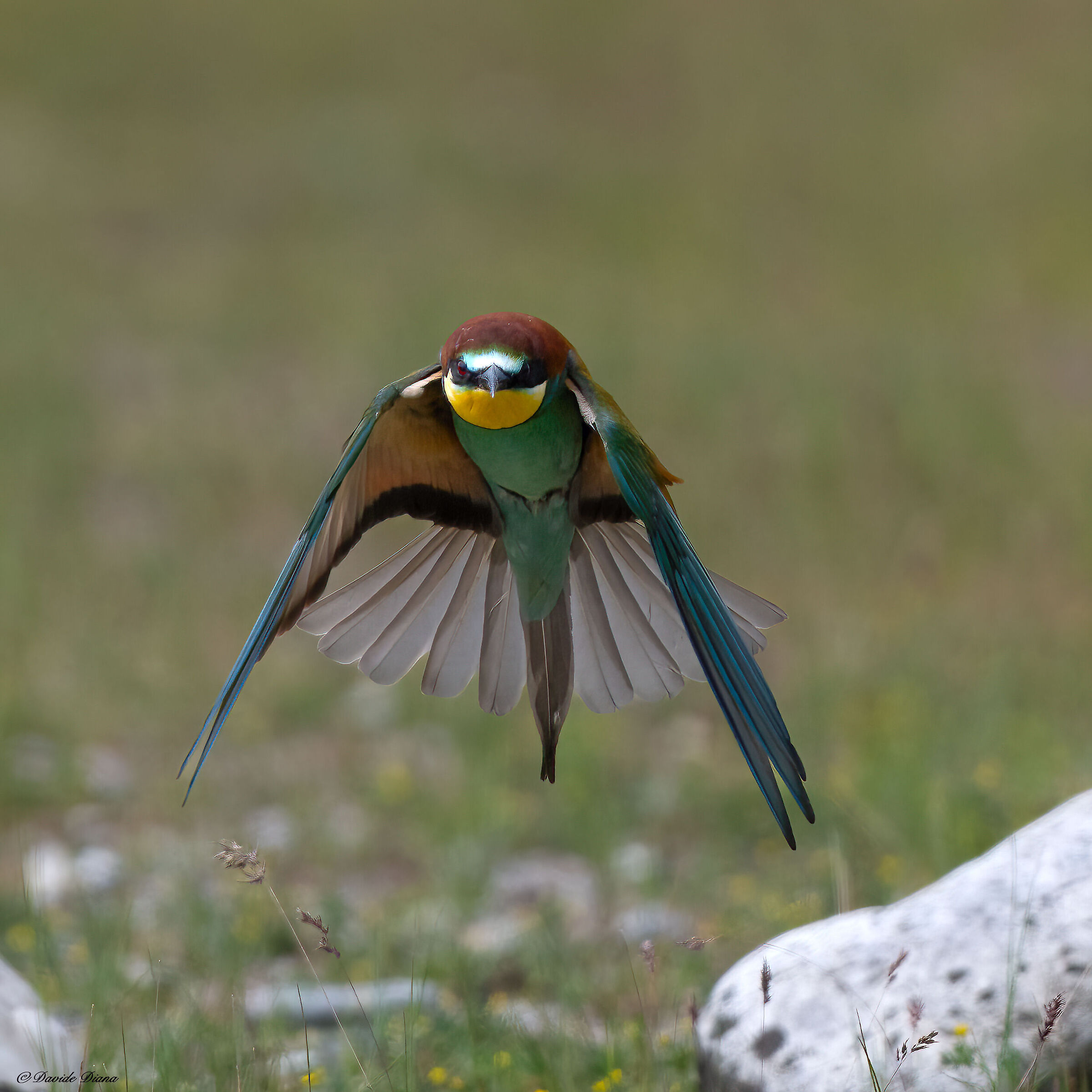 Bee-eater