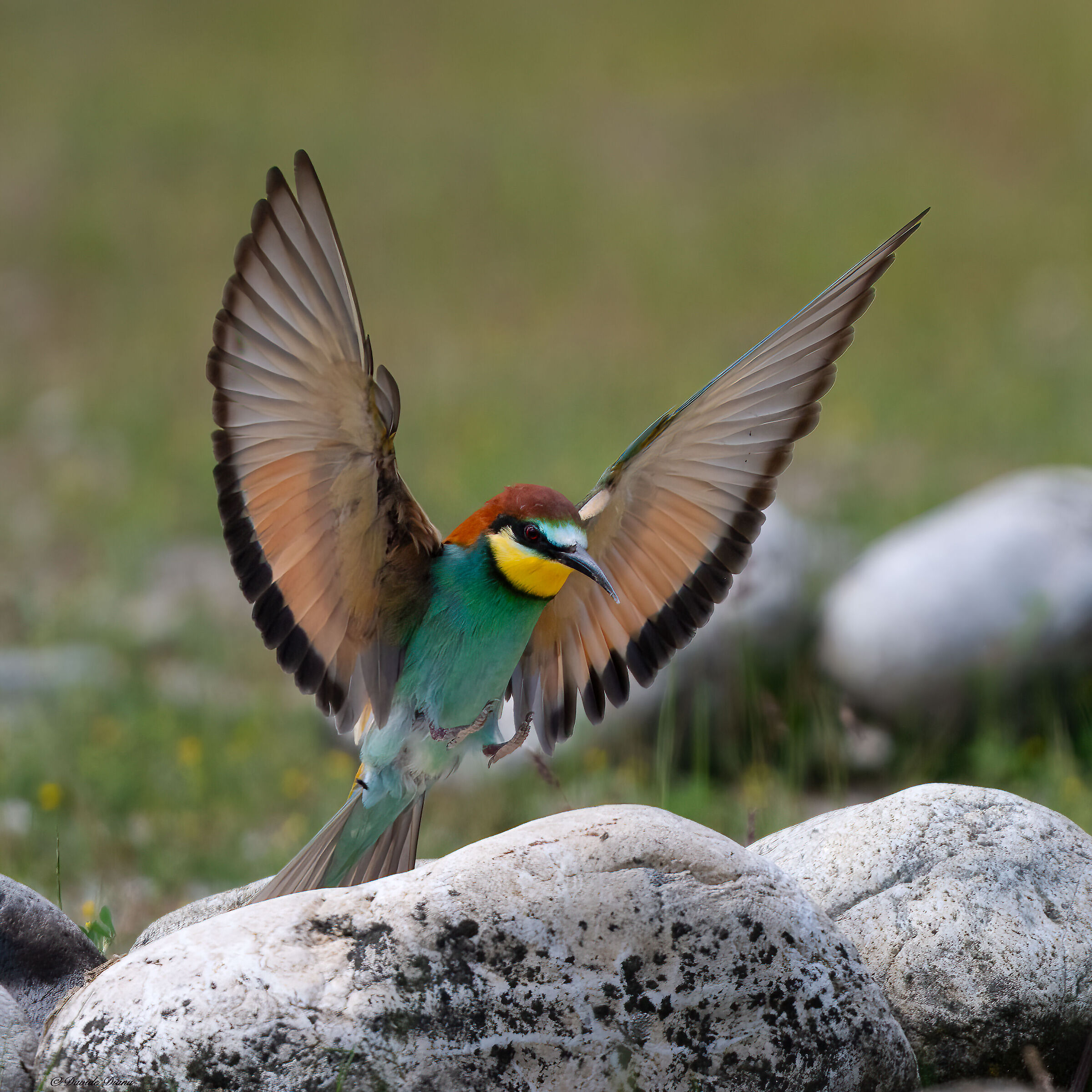 Bee-eater