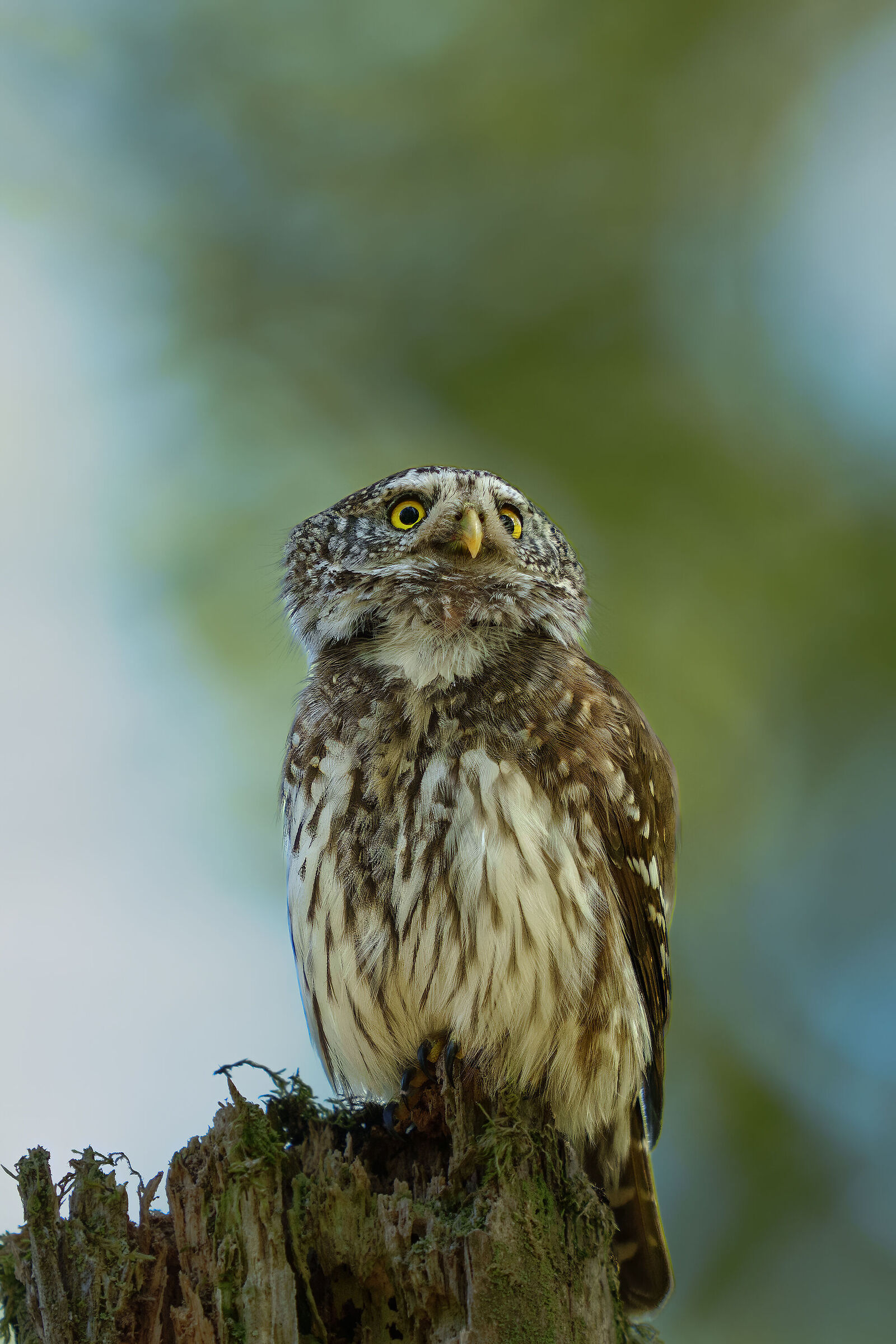 Dwarf owl