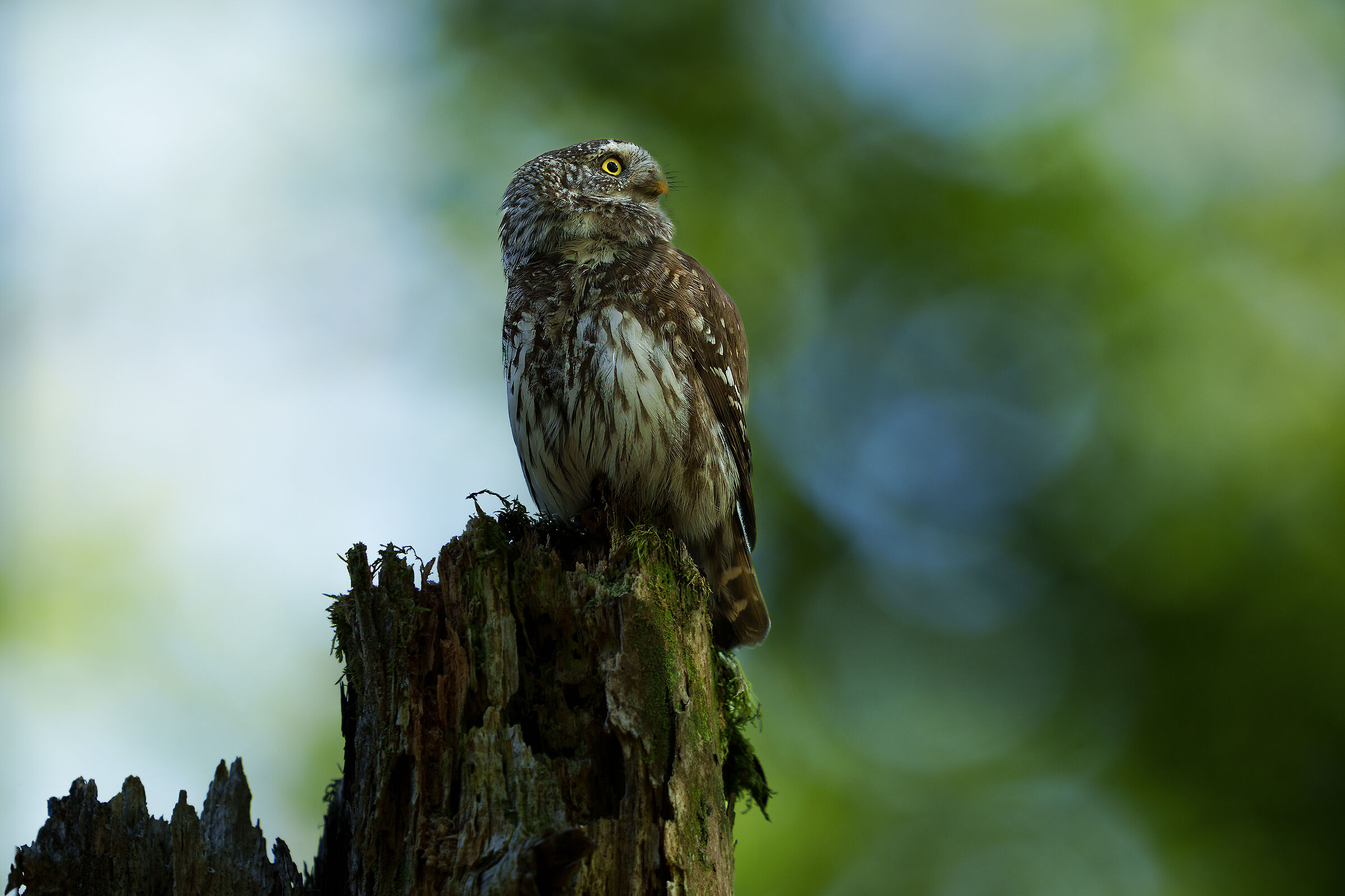 Dwarf owl