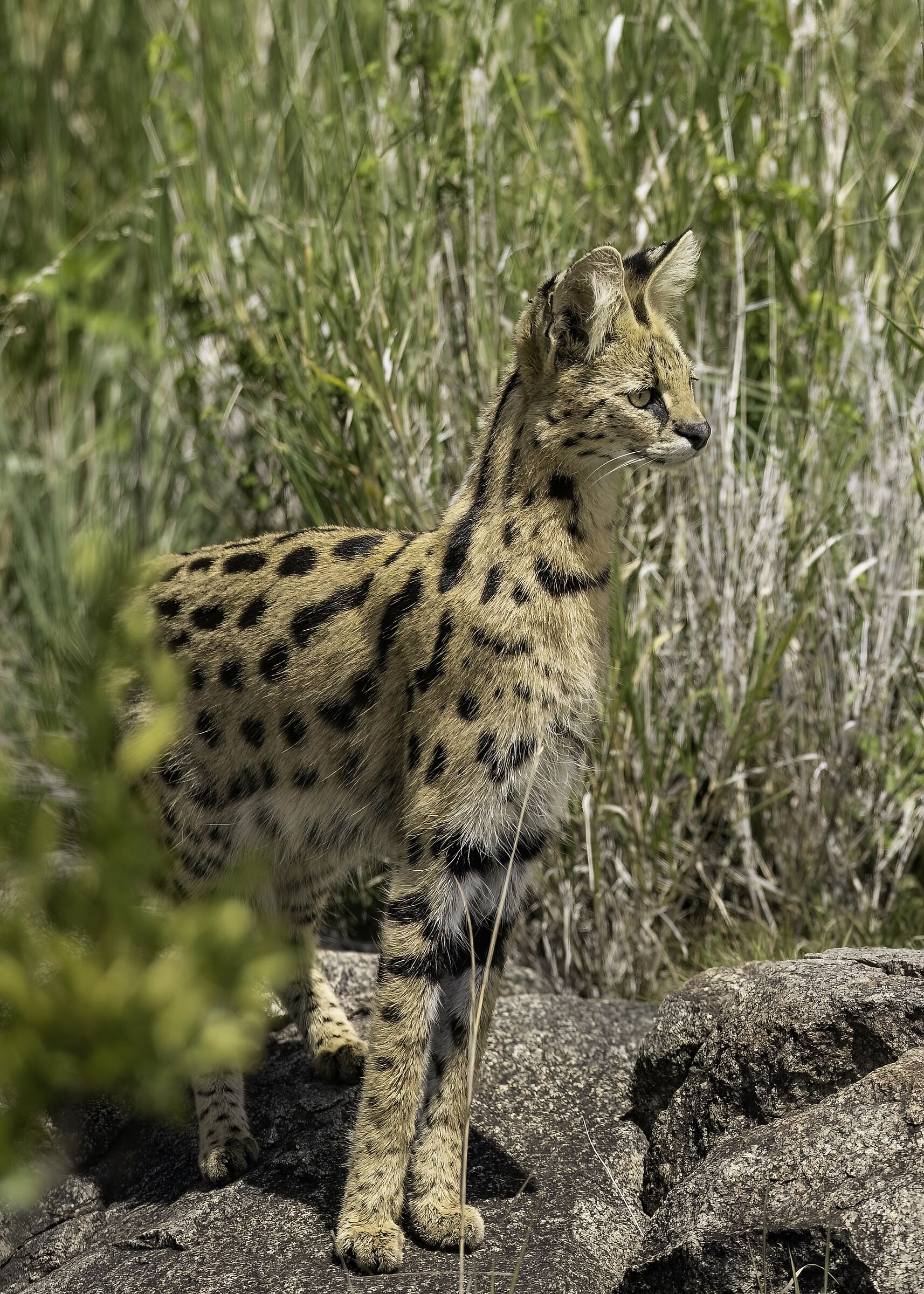 Serval