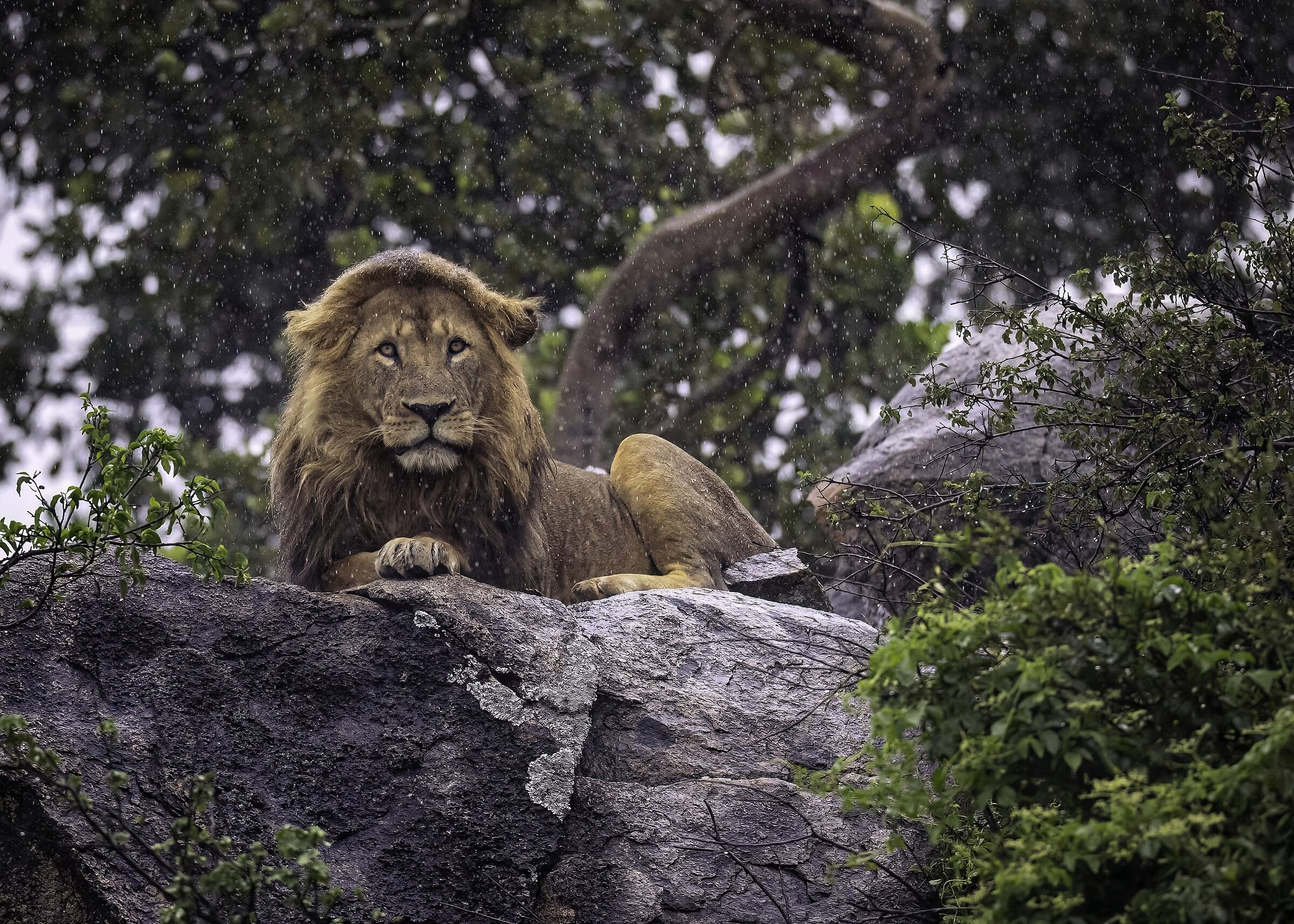 Il Re sotto la pioggia