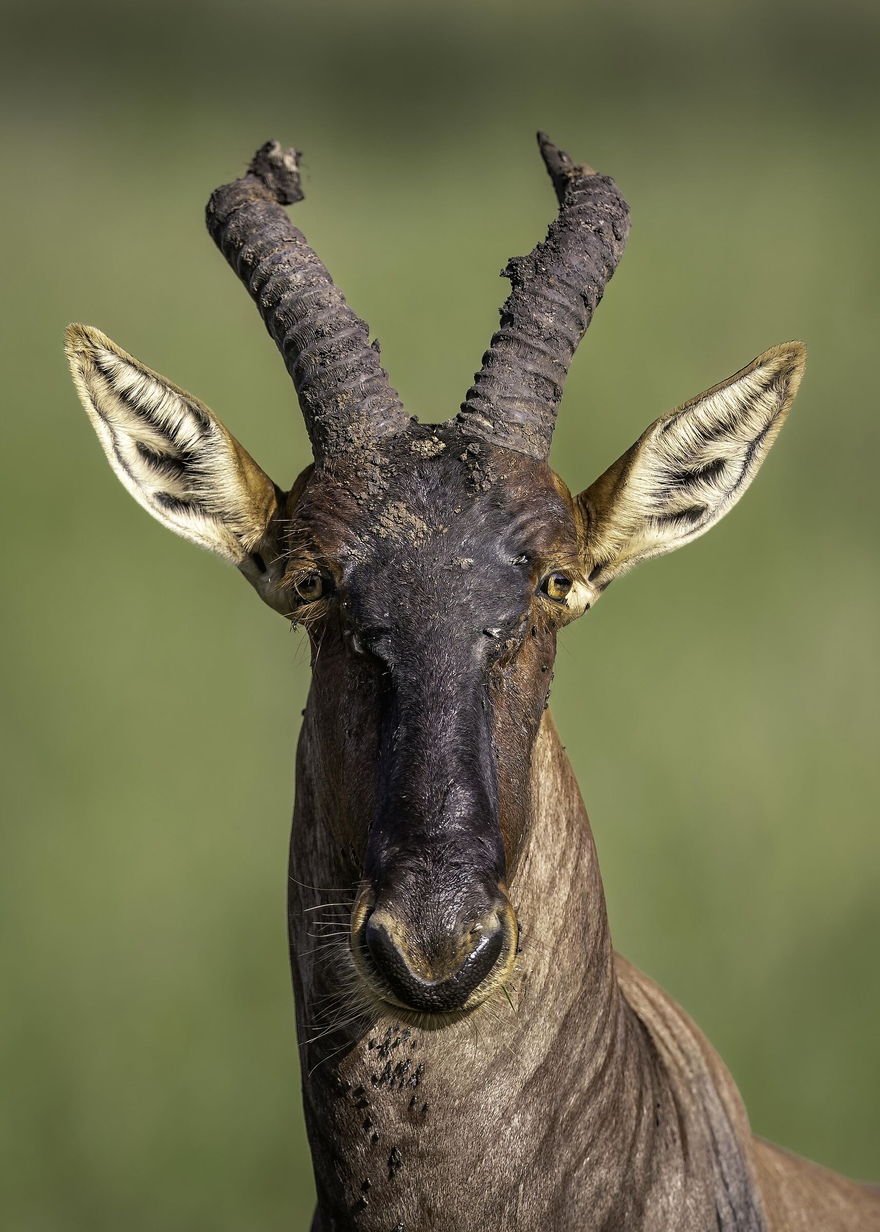 Topi (Damaliscus lunatus jimela)