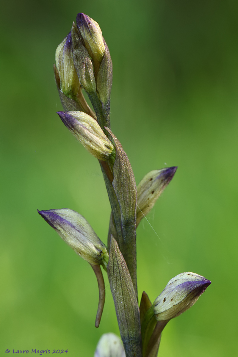 Limodorum abortinum