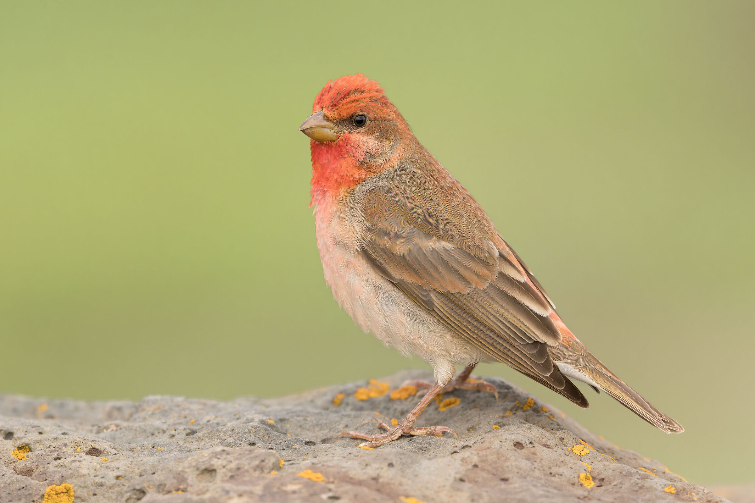 Ciuffolotto scarlatto