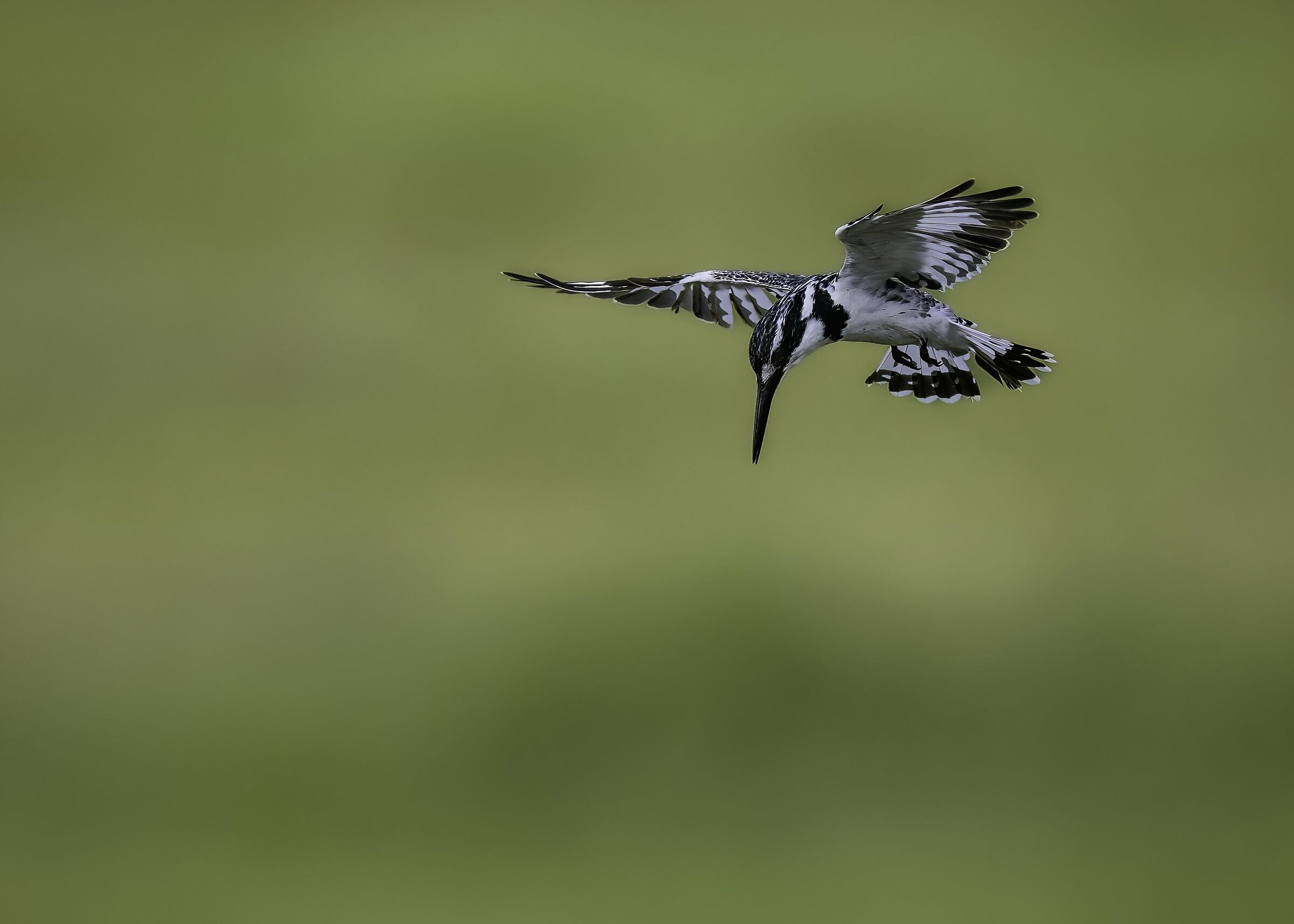 Pied Kingfisher (Ceryle rudis)
