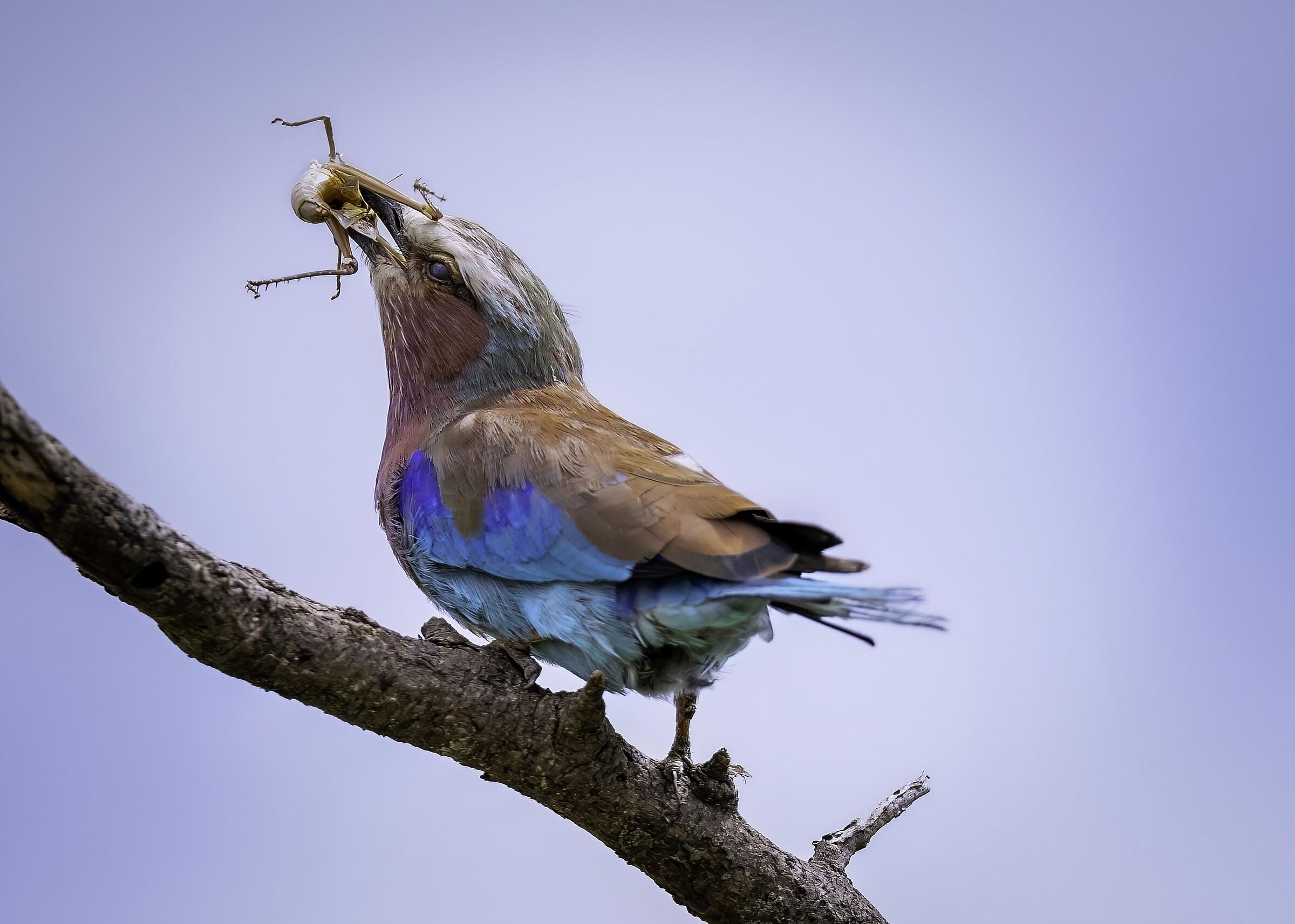 Ghiandaia pettolilla (Coracias caudatus)