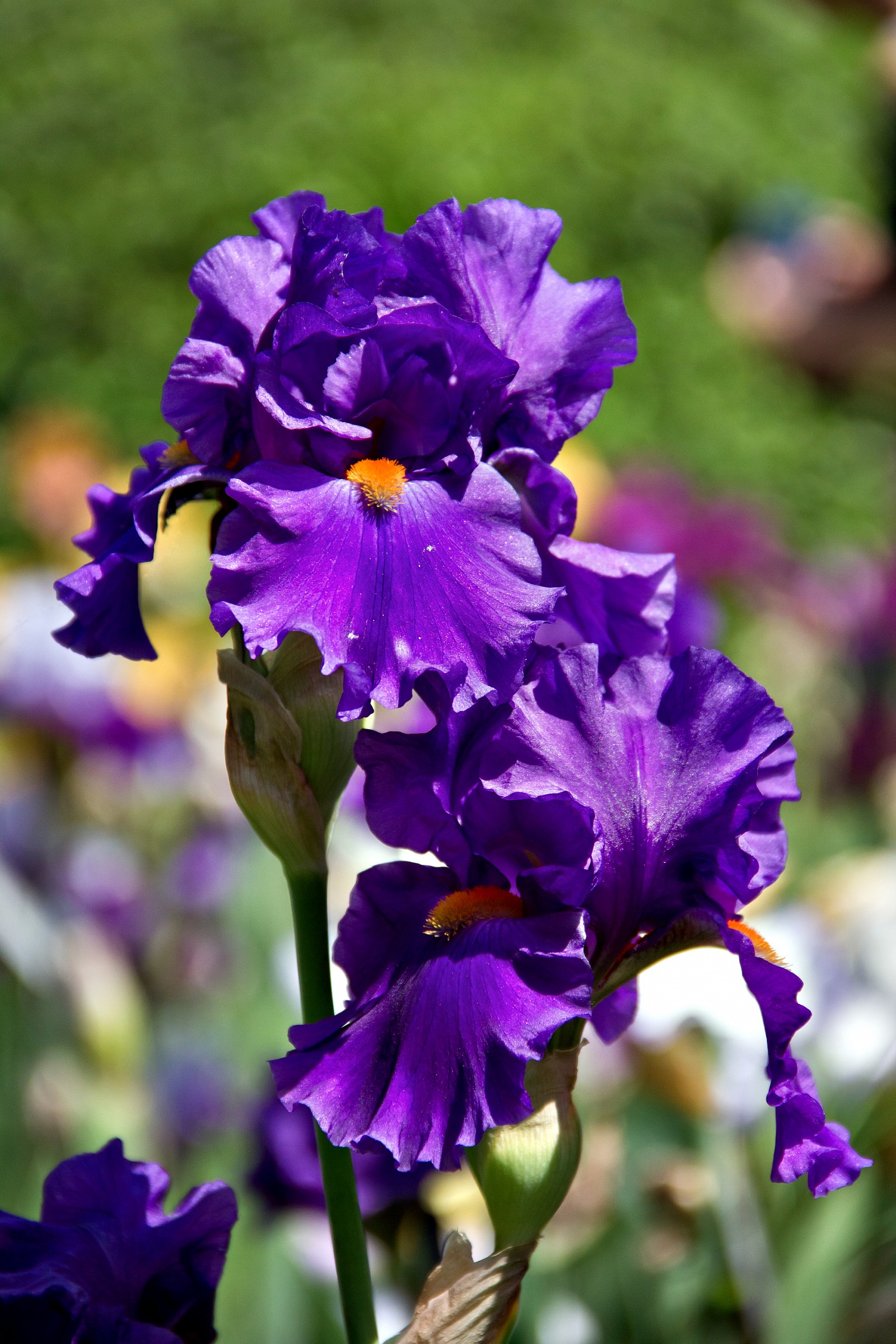 In the garden of the Iris