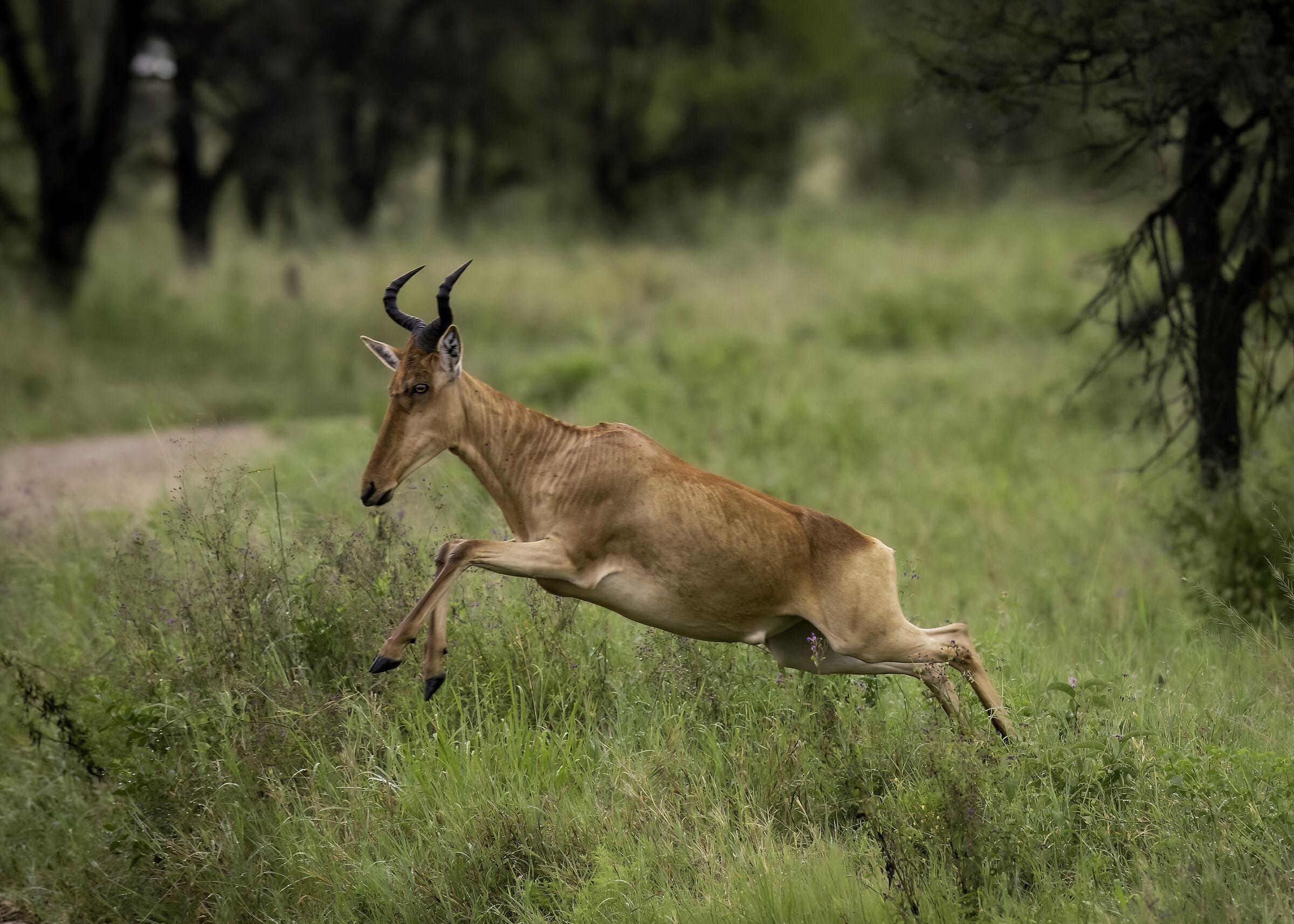 Alcefalo (Alcelaphus buselaphus)