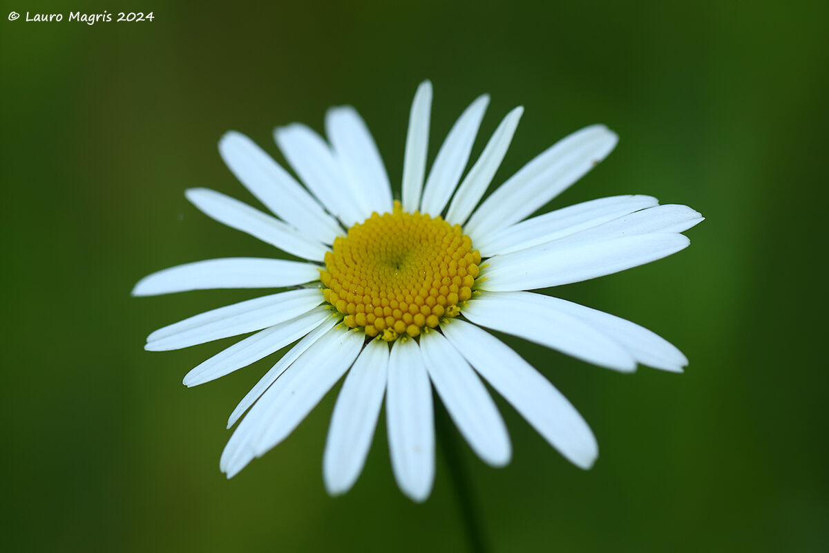 Daisy